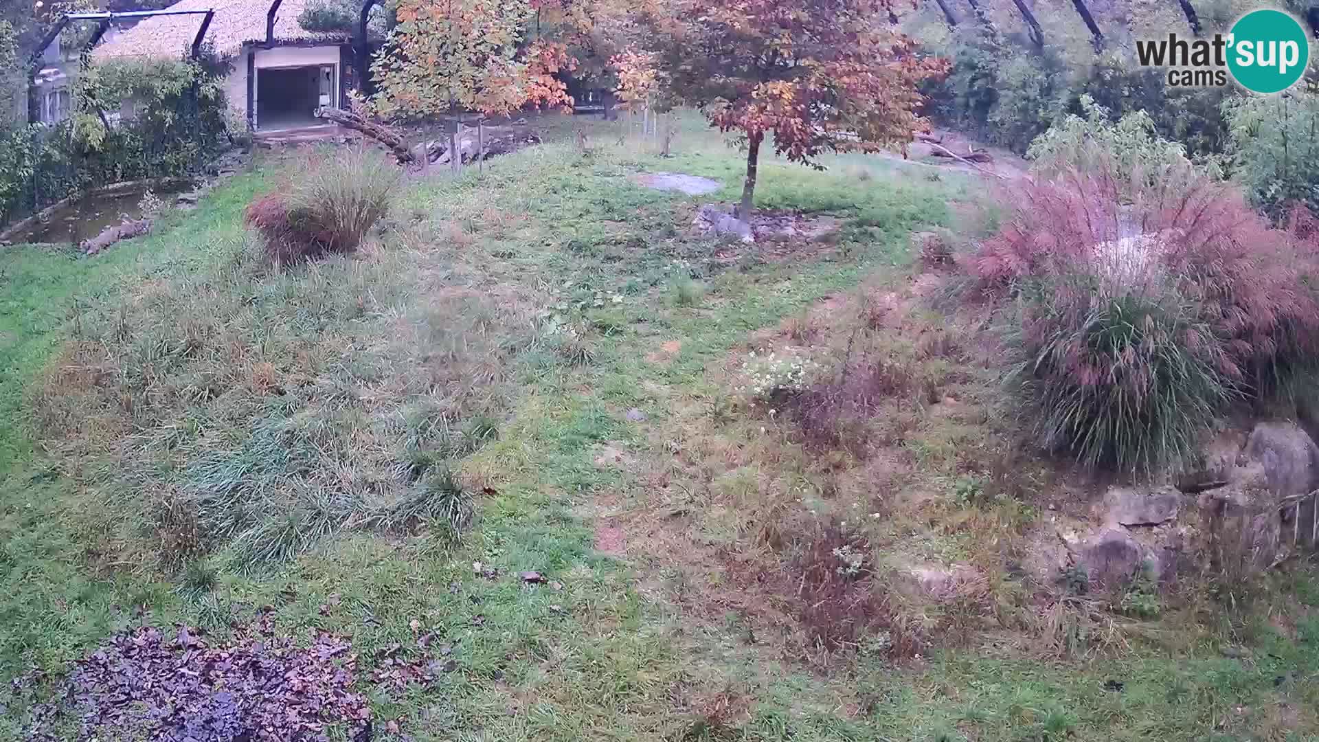 Zoo Lubiana live webcam Leoni