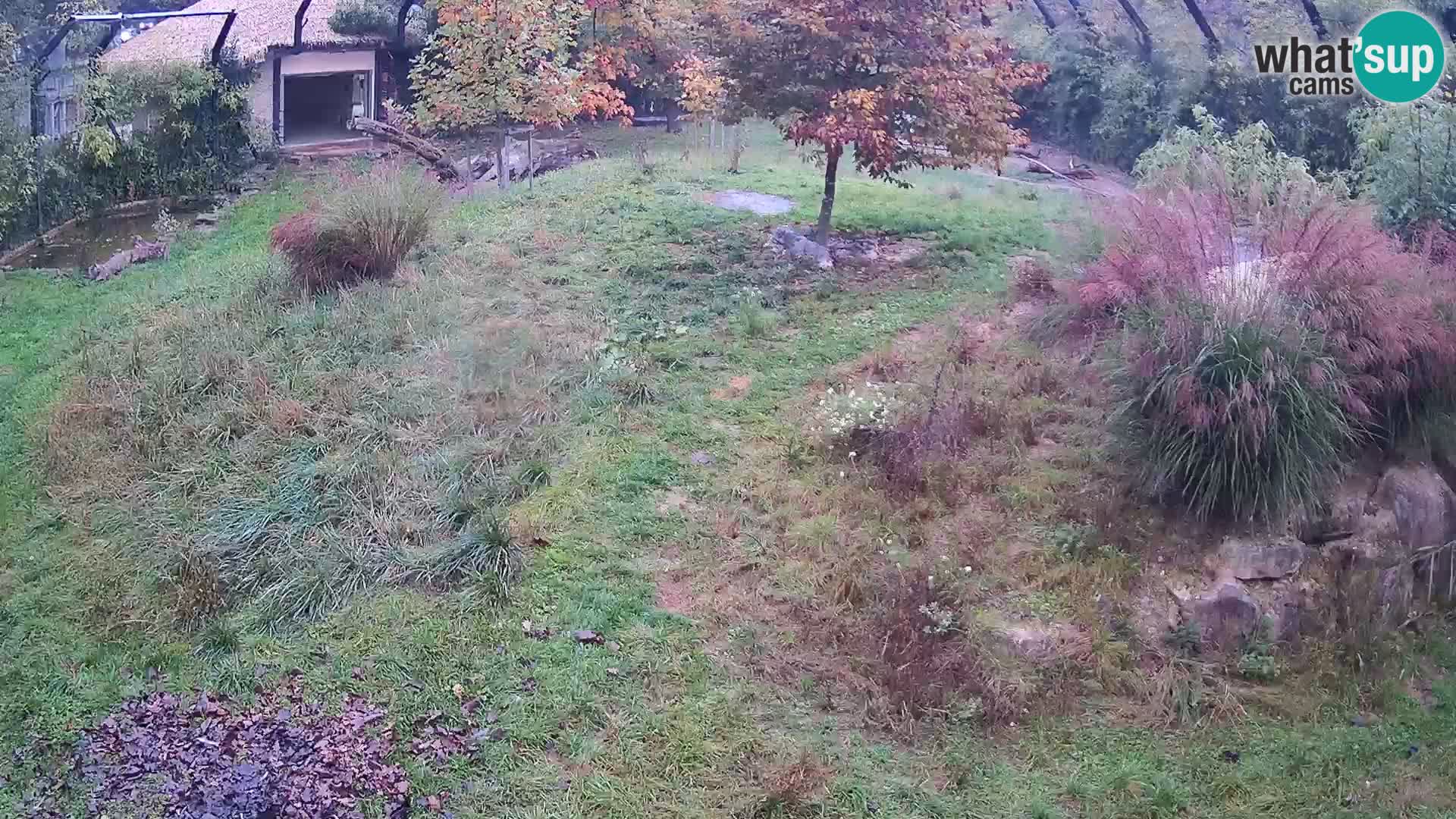 Zoo Ljubljana webcam Löwen