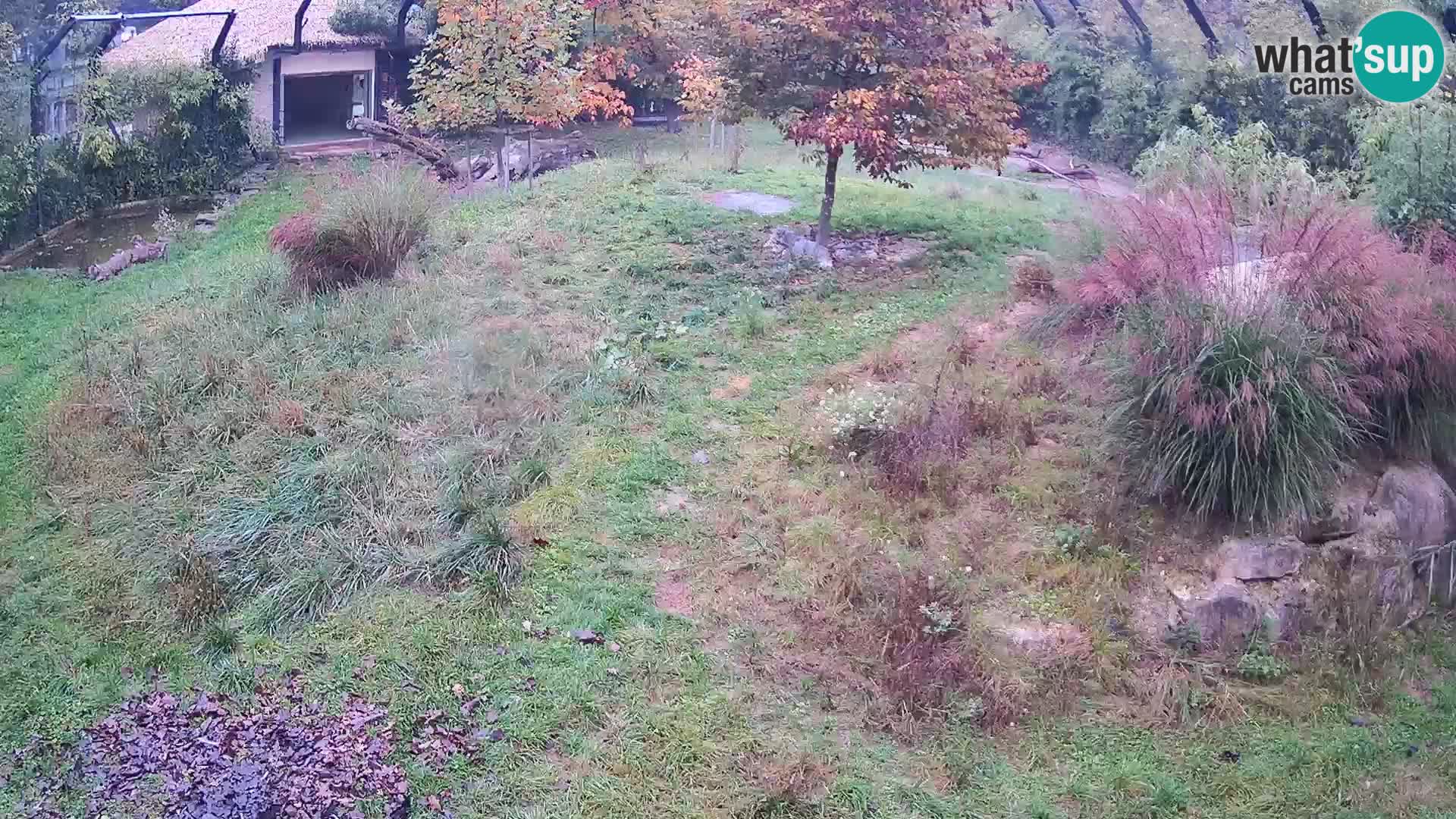 Live Ljubljana Zoo webcam Lion