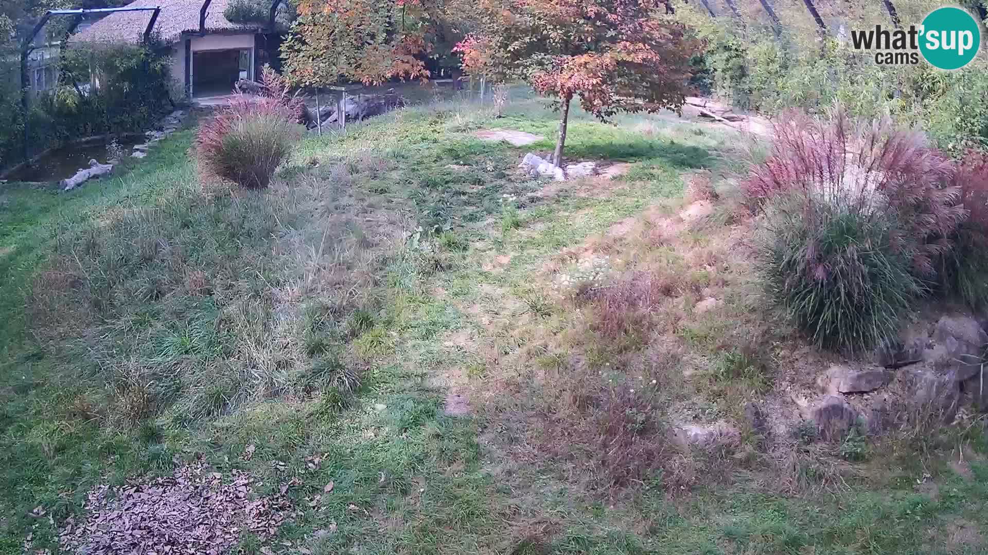 Ljubljana Zoo webcam Lion