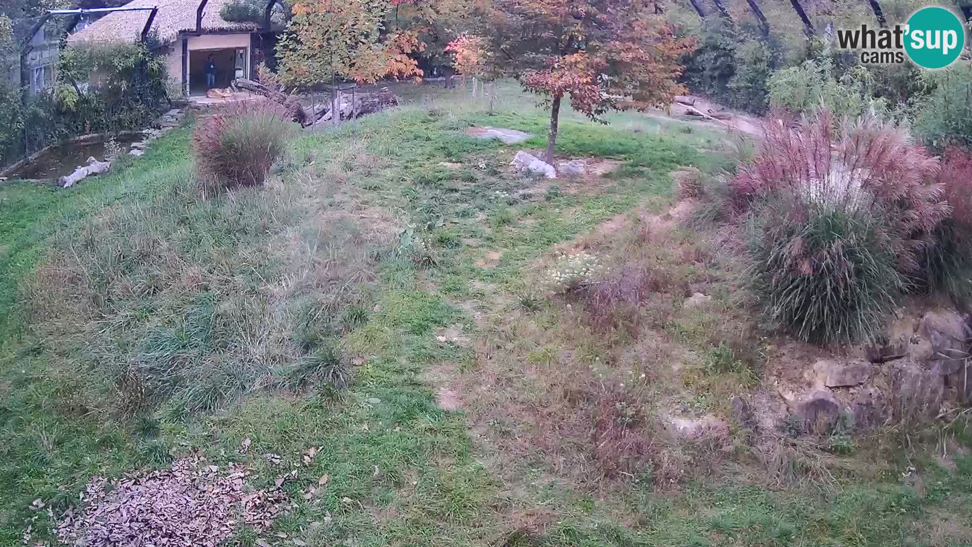 Zoo Ljubljana webcam Löwen