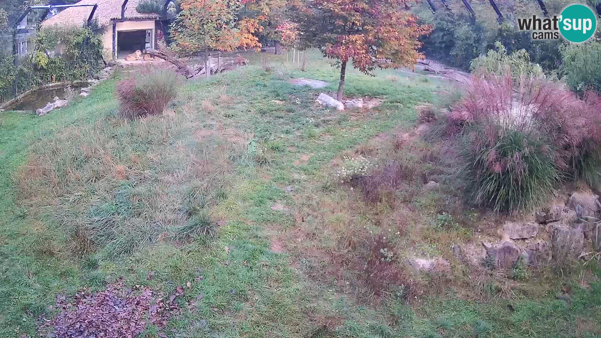 Live Ljubljana Zoo webcam Lion