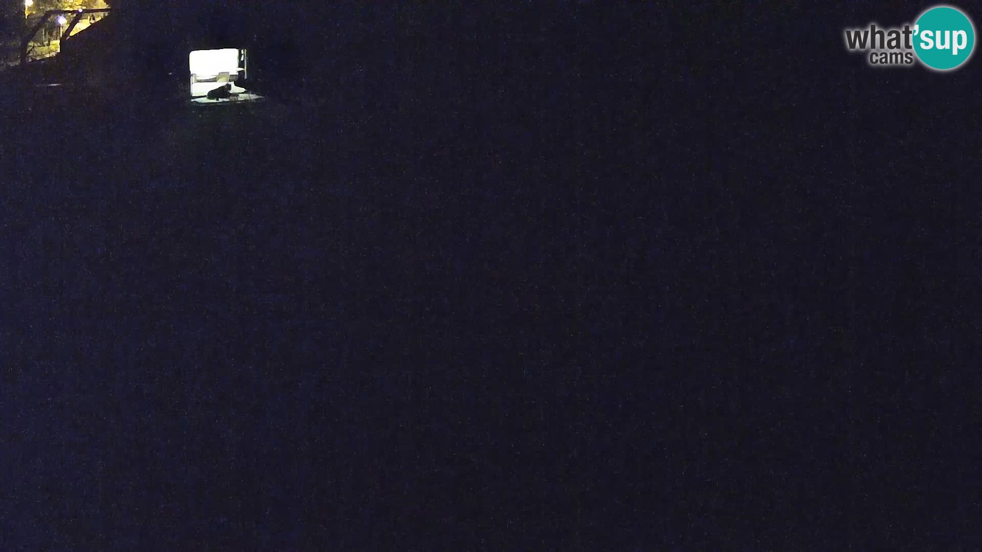Ljubljana Zoo webcam Lion
