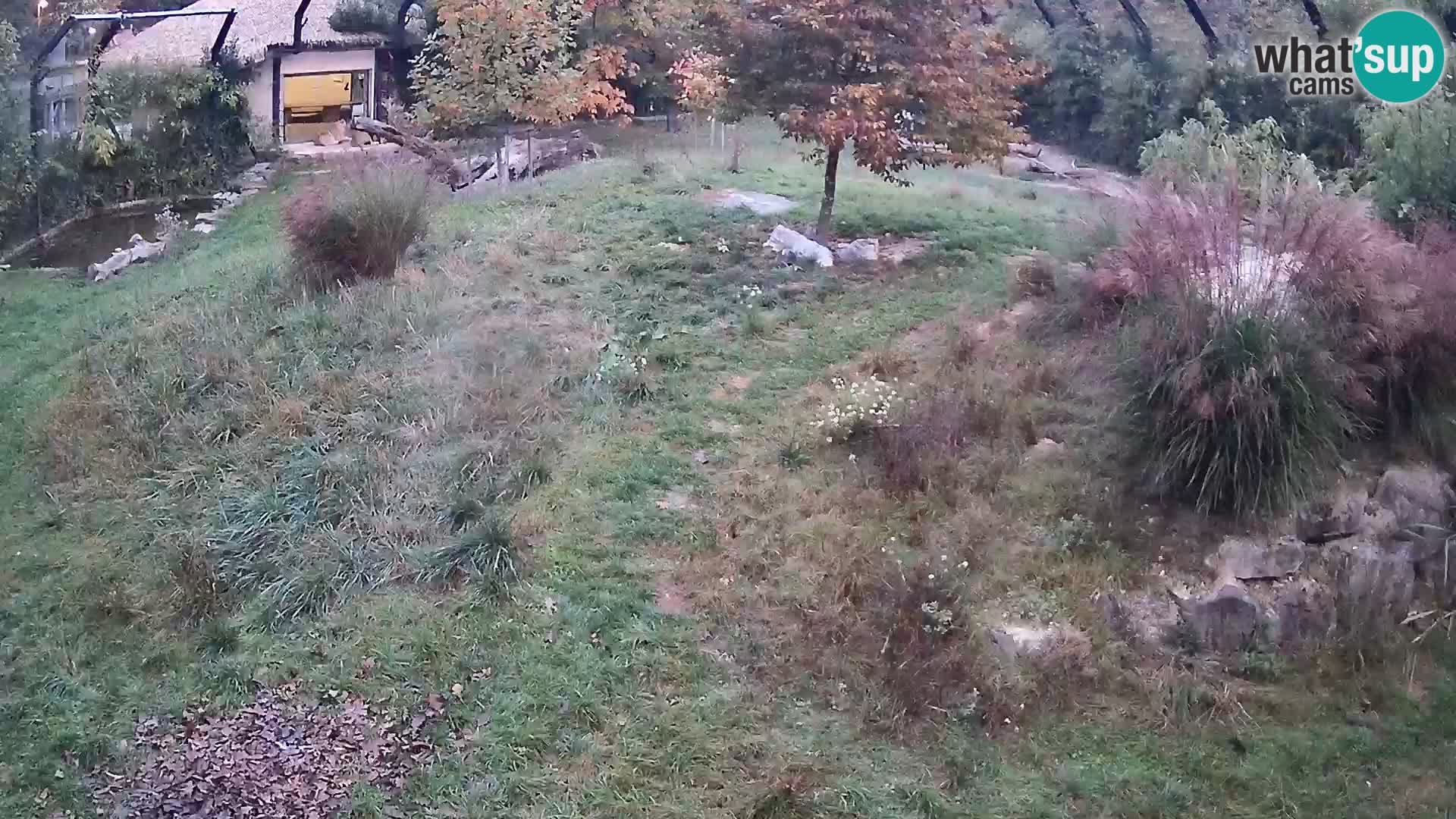 Ljubljana Zoo webcam Lion