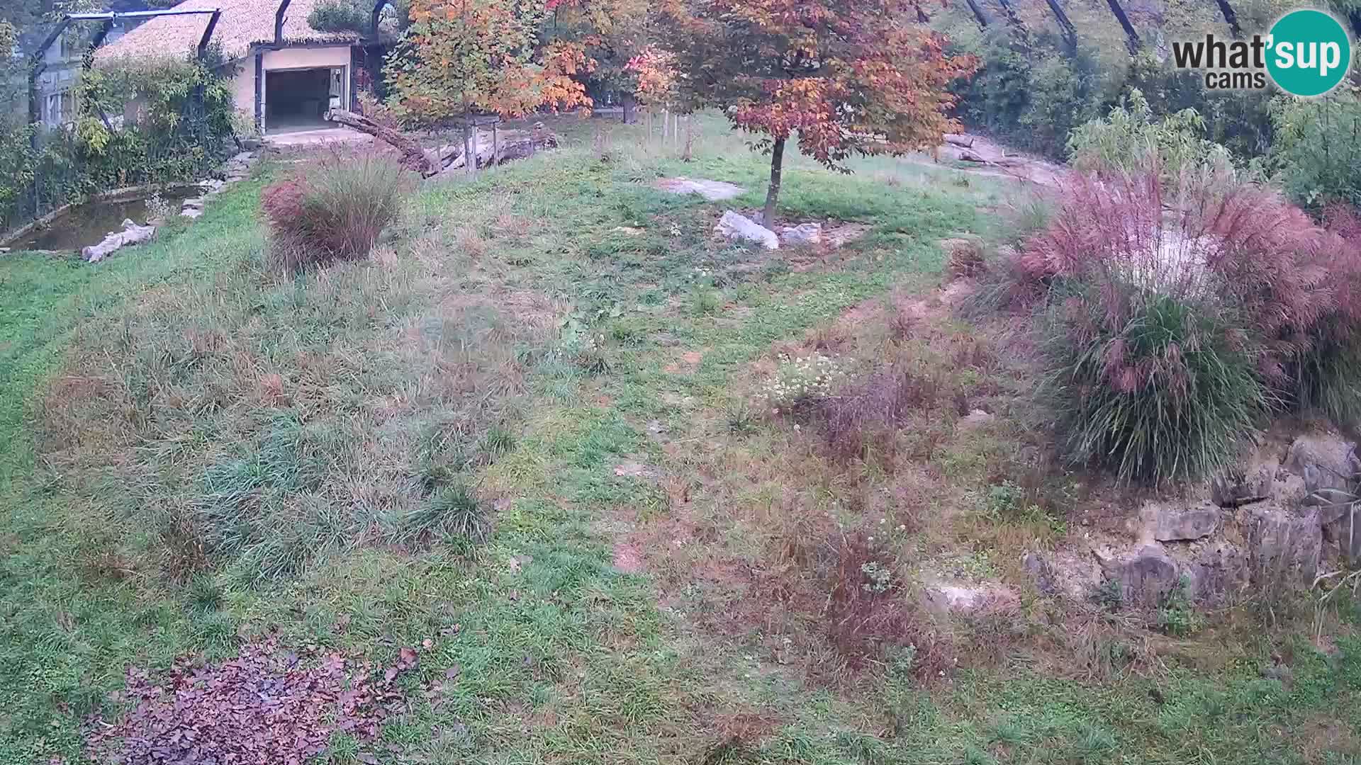 Zoo Ljubljana camera en vivo Leones