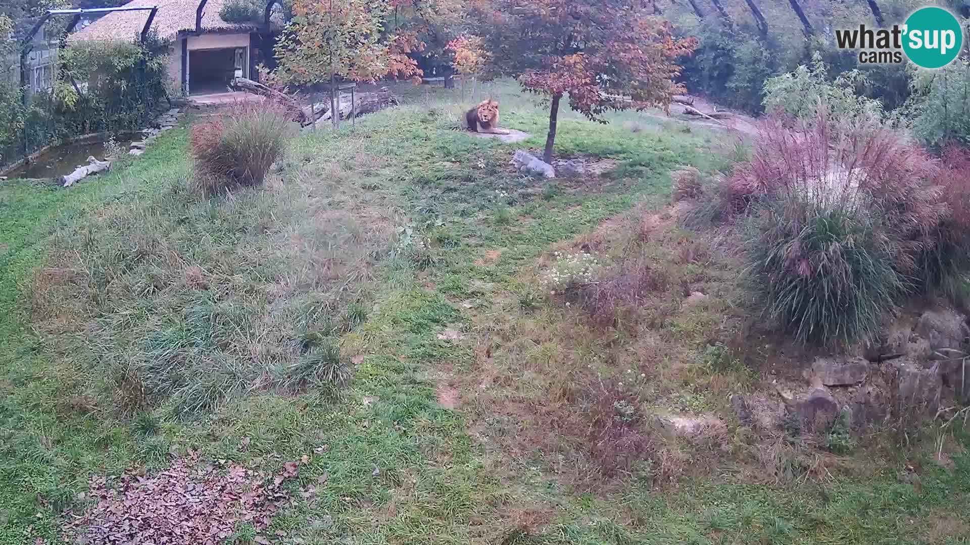 Živalski vrt Ljubljana kamera v živo Levi