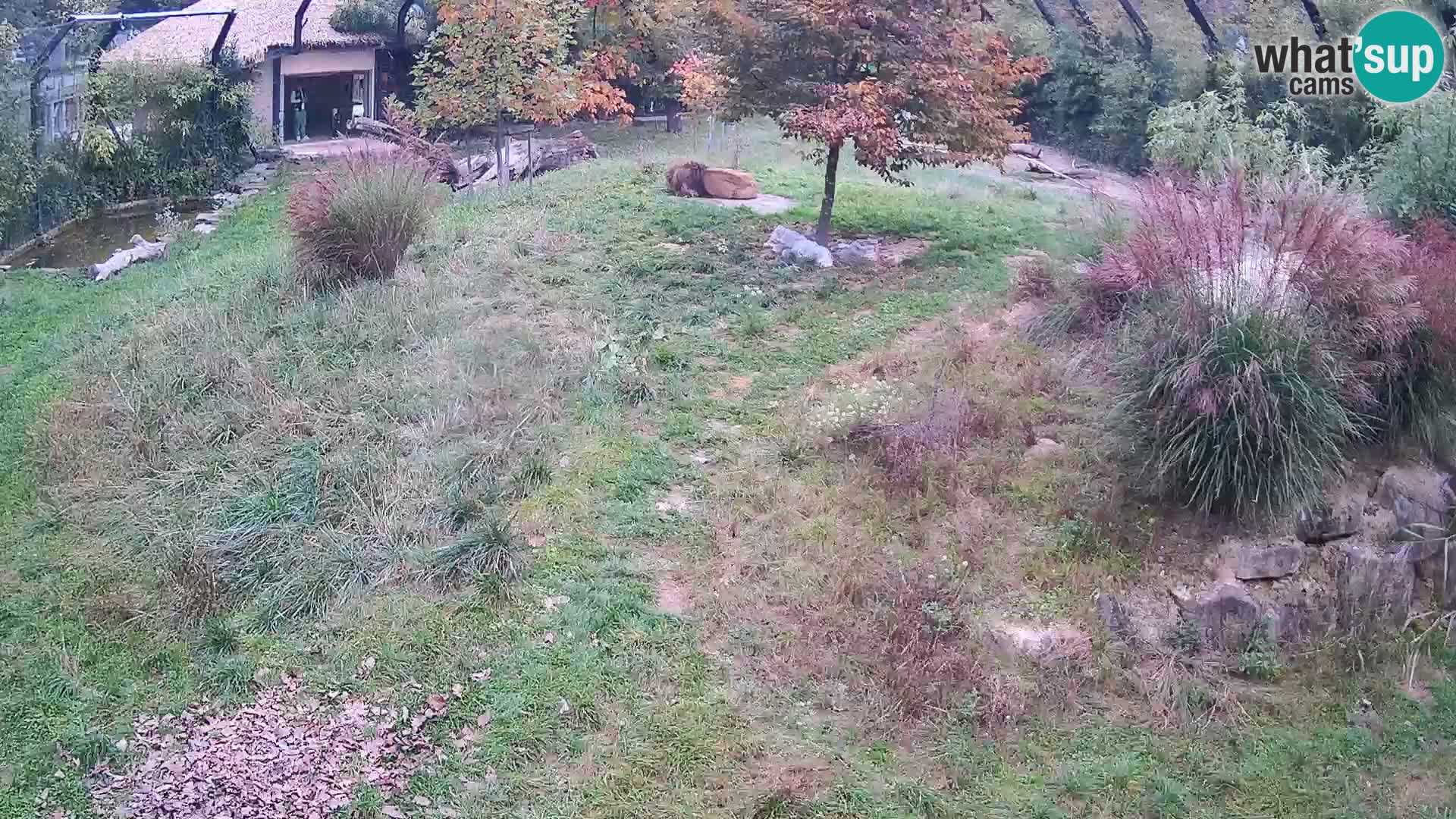 Zoo Ljubljana webcam Löwen