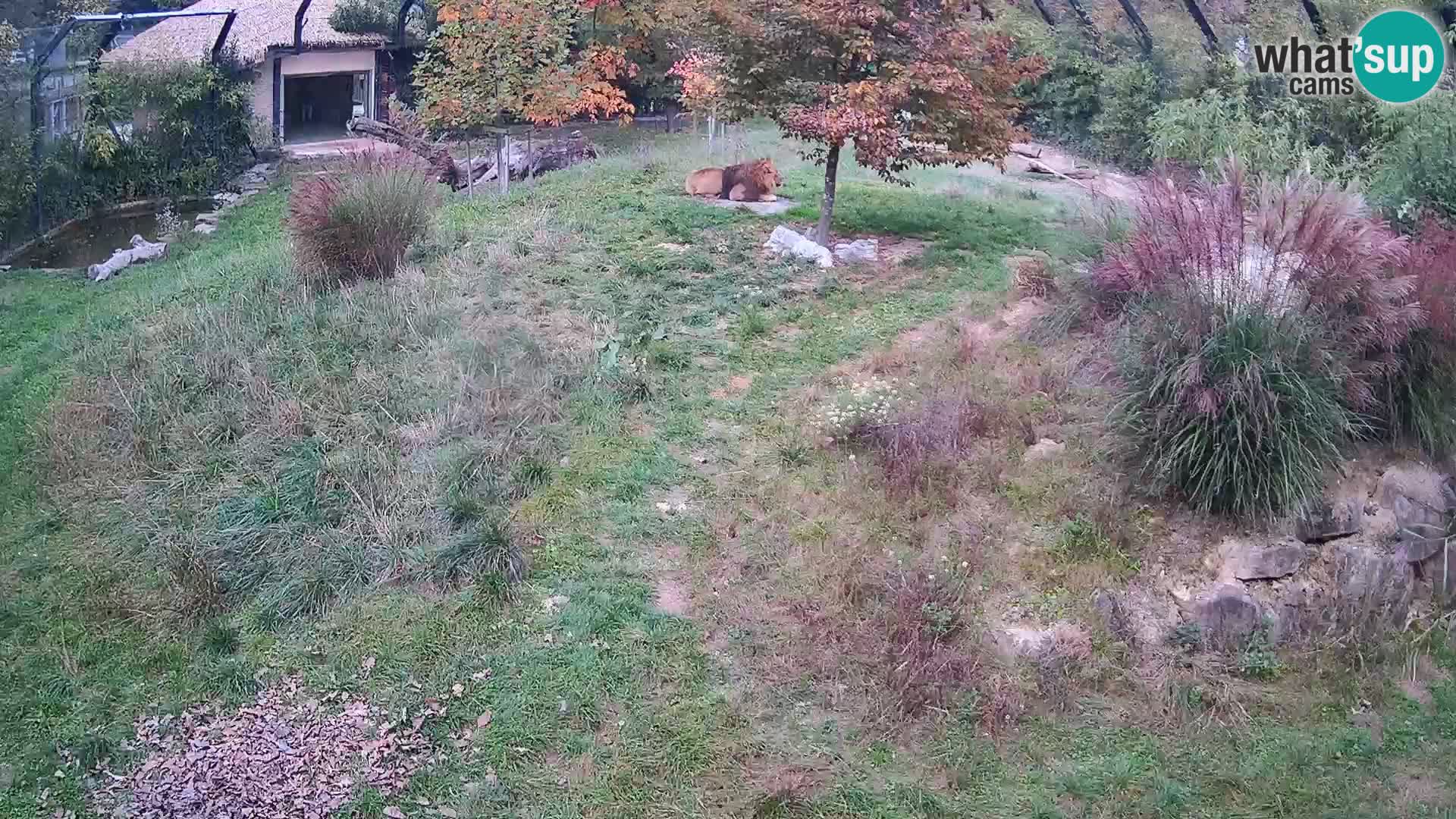 Zoo Ljubljana camera en vivo Leones