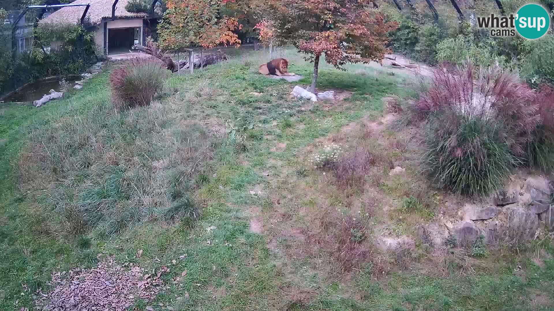 Zoo Ljubljana camera en vivo Leones