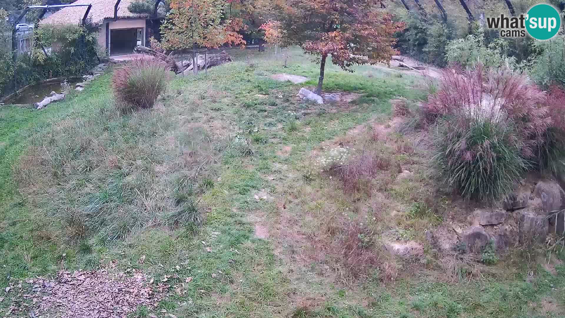Zoo Ljubljana webcam Löwen