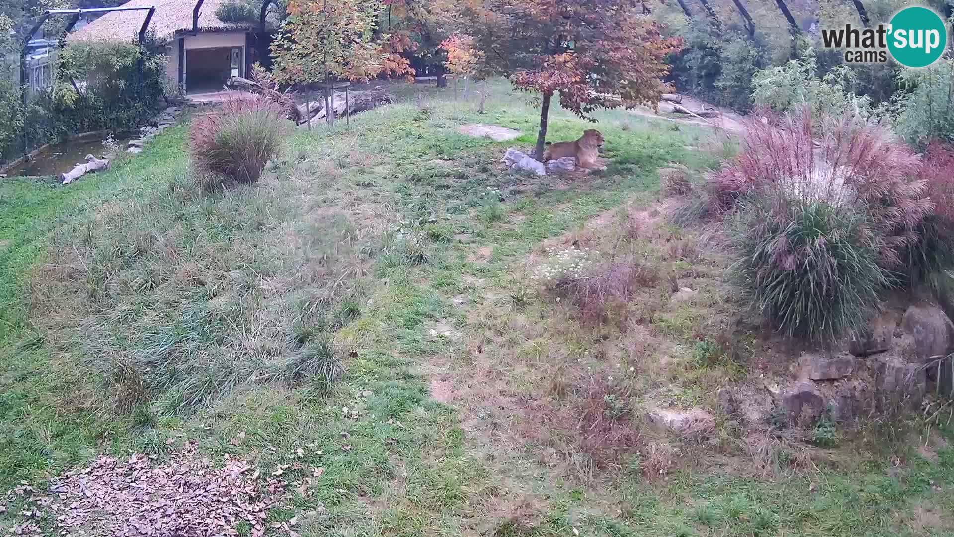 Live Ljubljana Zoo webcam Lion