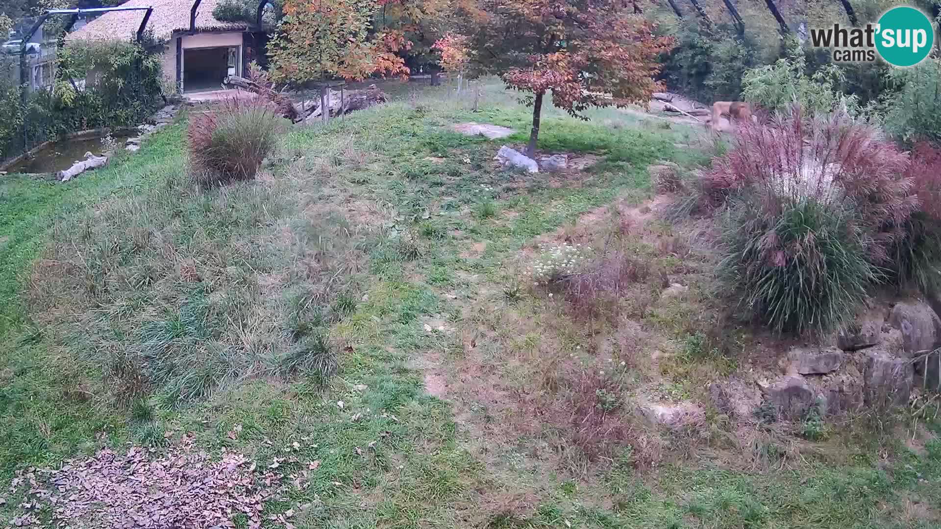 Zoo Ljubljana camera en vivo Leones
