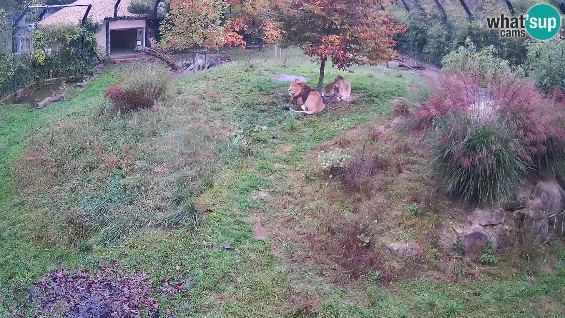 Live Ljubljana Zoo webcam Lion