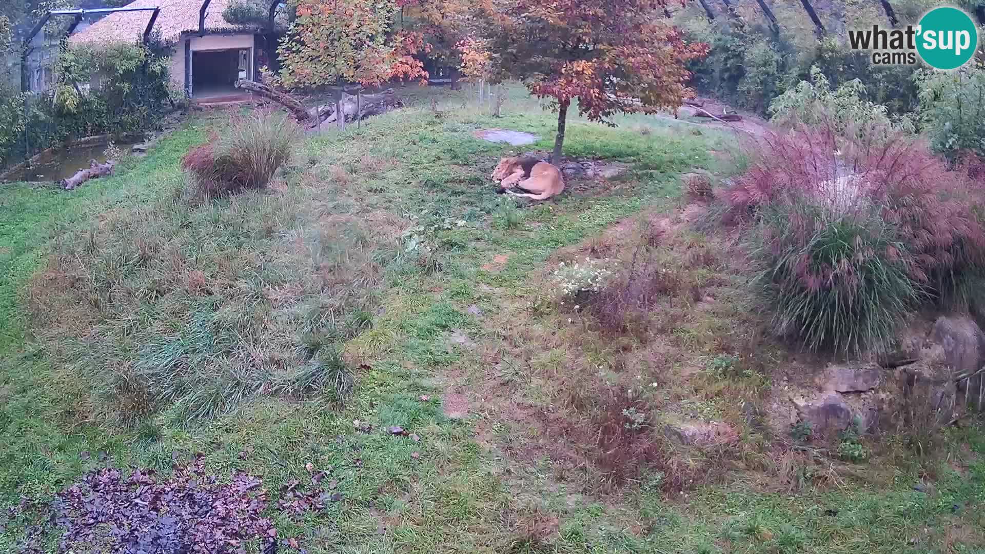 Live Ljubljana Zoo webcam Lion