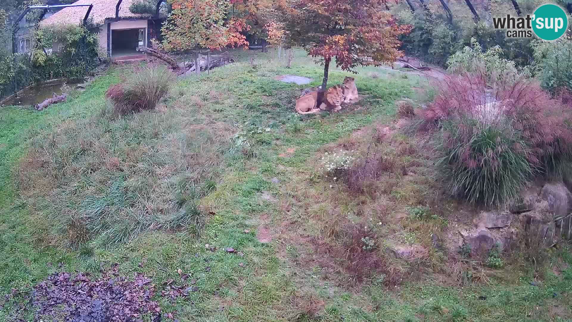Zoo Ljubljana camera en vivo Leones