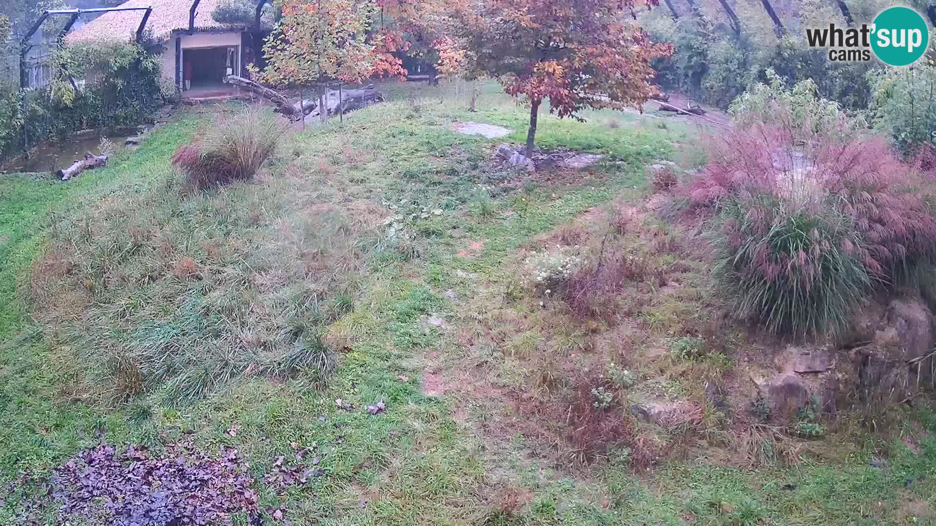 Zoo Ljubljana camera en vivo Leones
