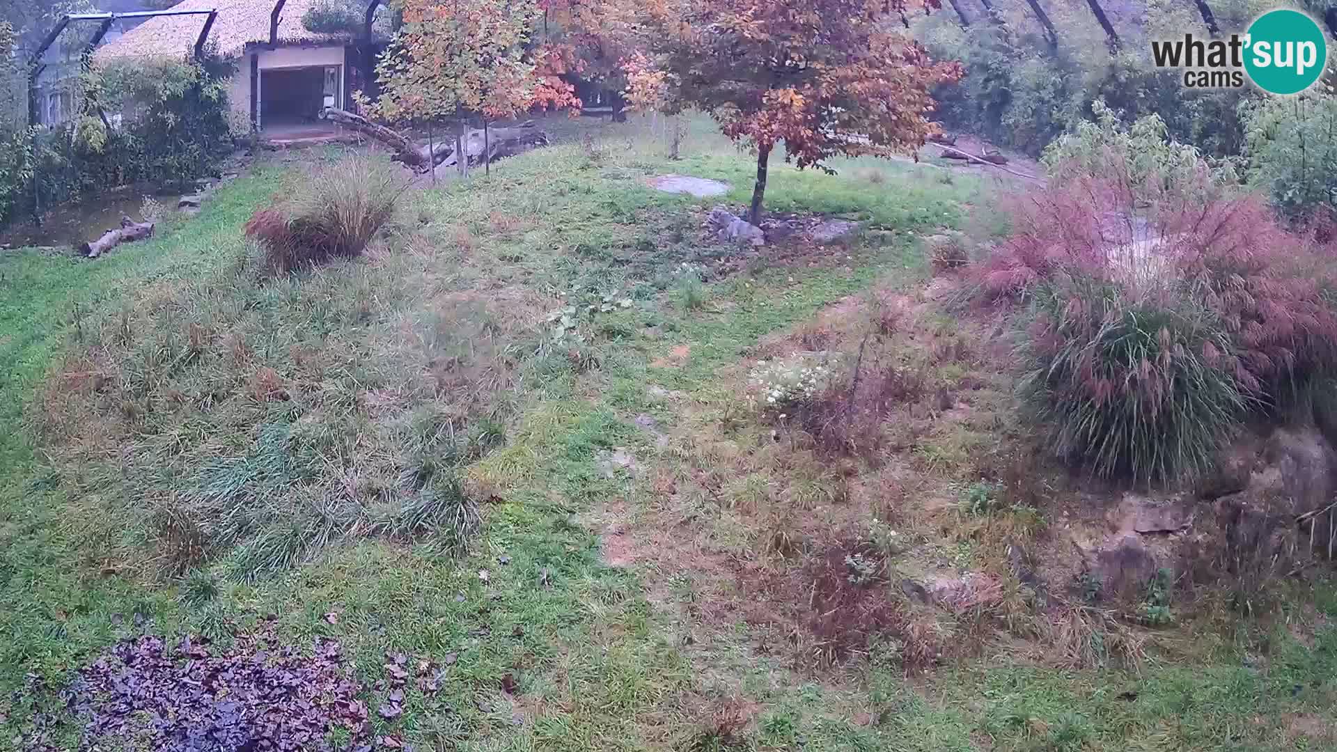 Zoo Ljubljana webcam Löwen