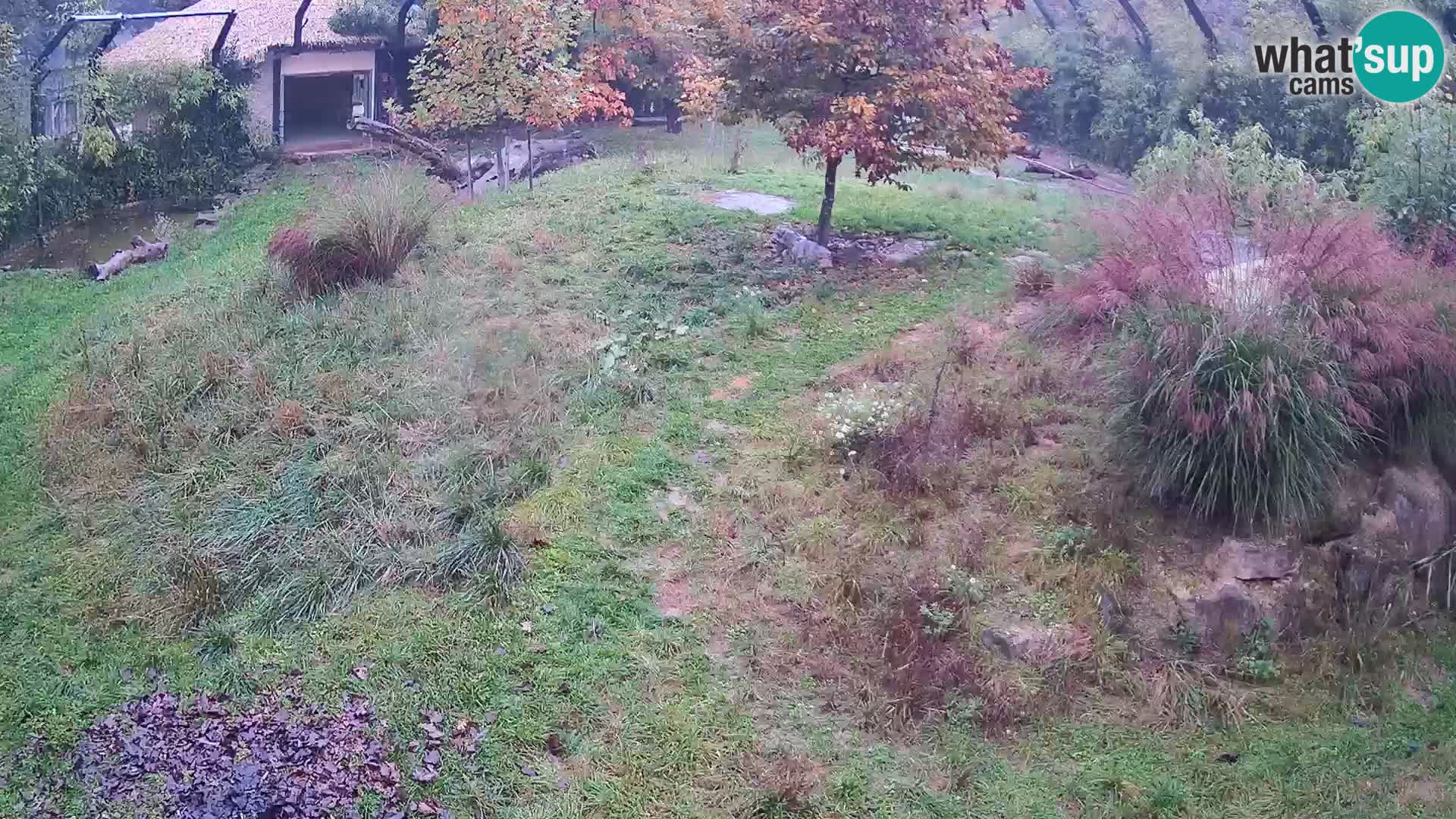 Zoo Lubiana live webcam Leoni