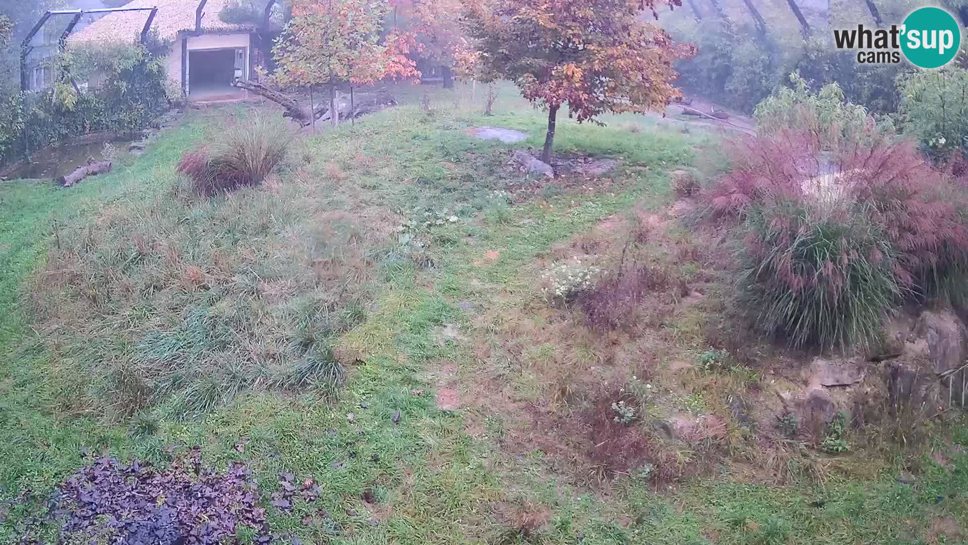 Ljubljana Zoo webcam Lion