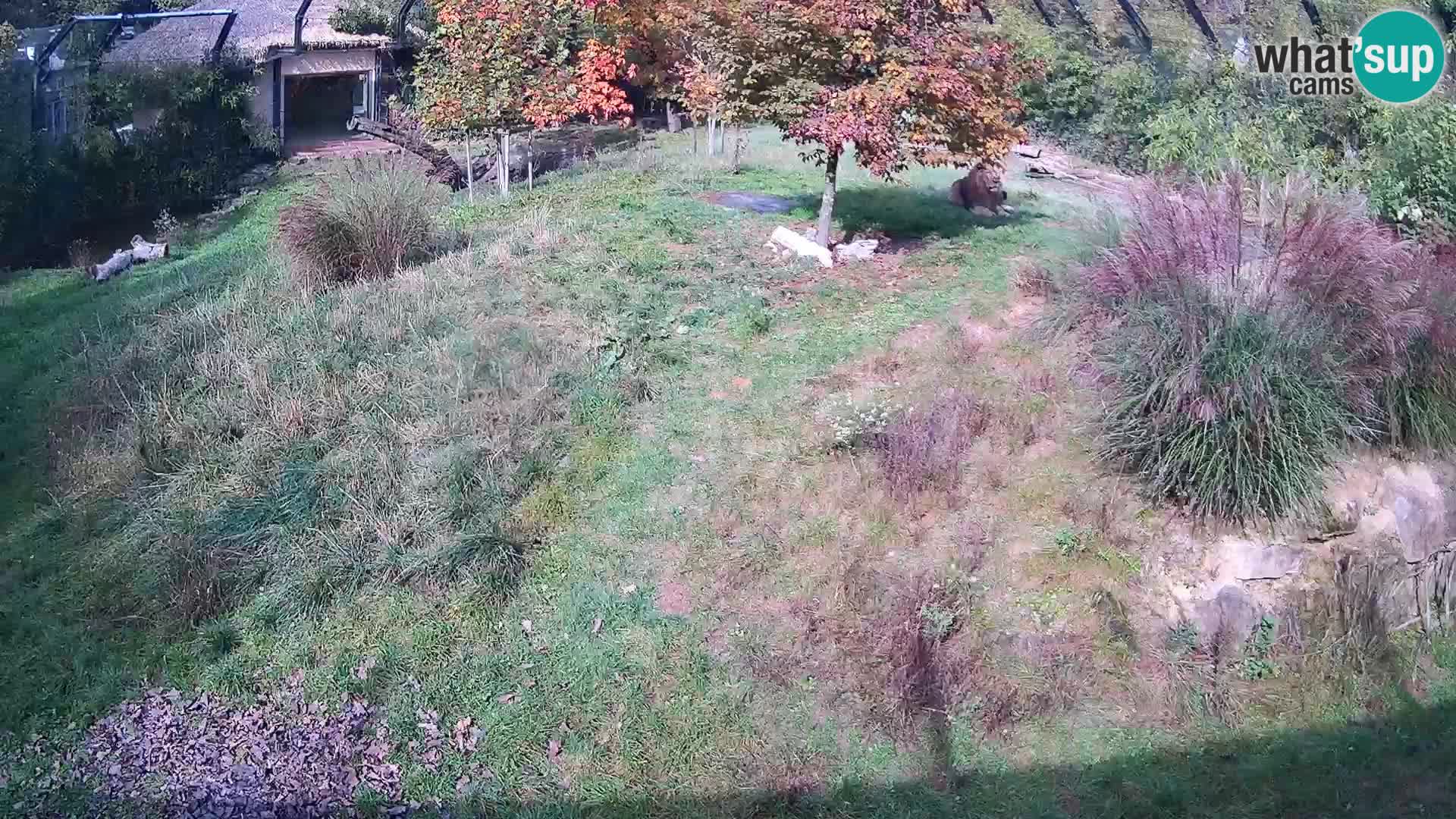 Zoo Ljubljana web kamera Lavovi