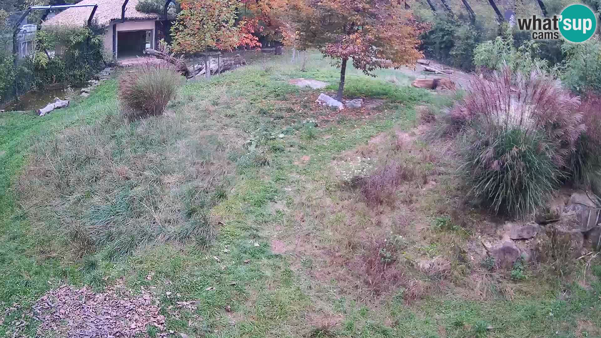Ljubljana Zoo webcam Lion