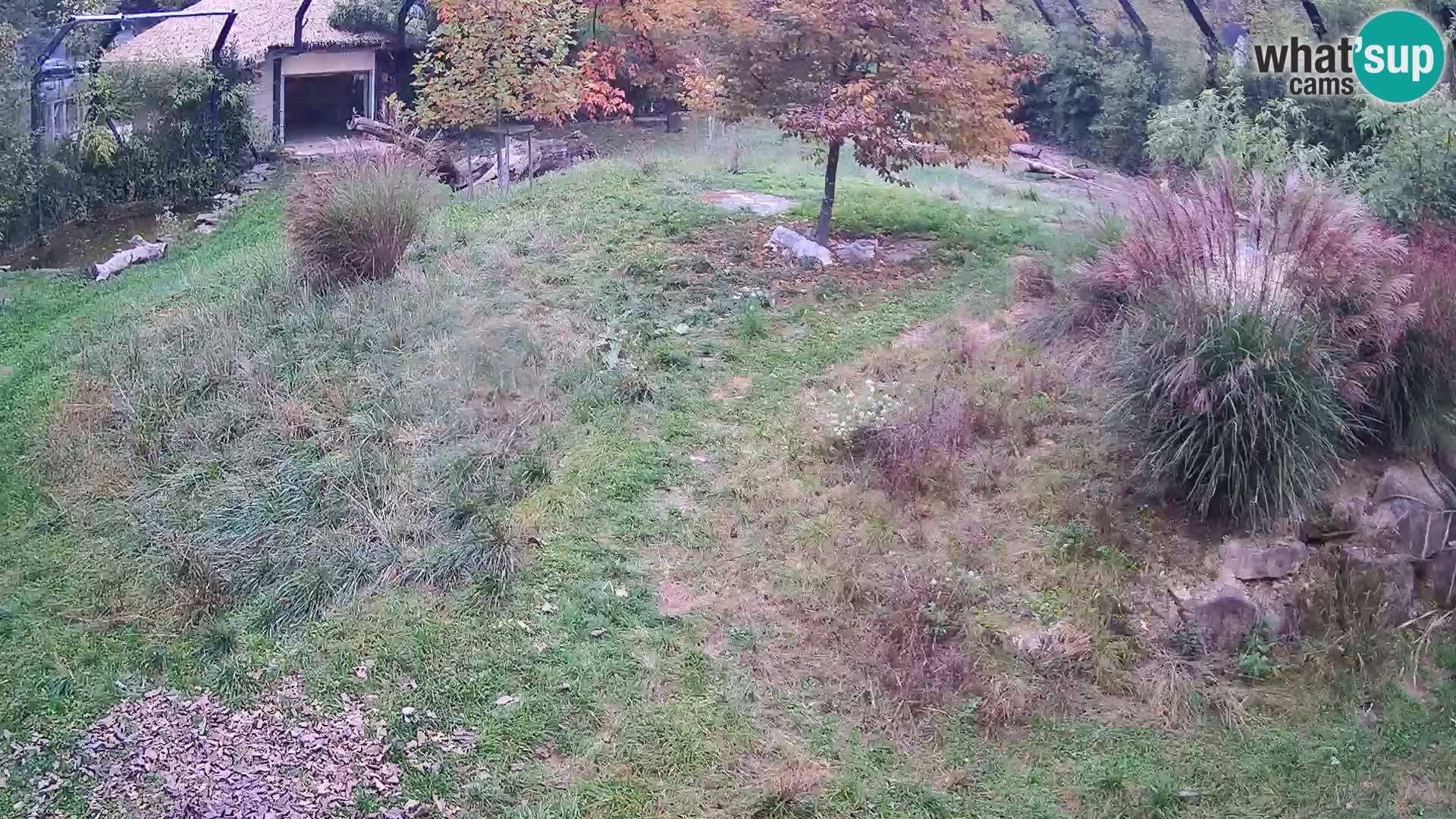 Ljubljana Zoo webcam Lion