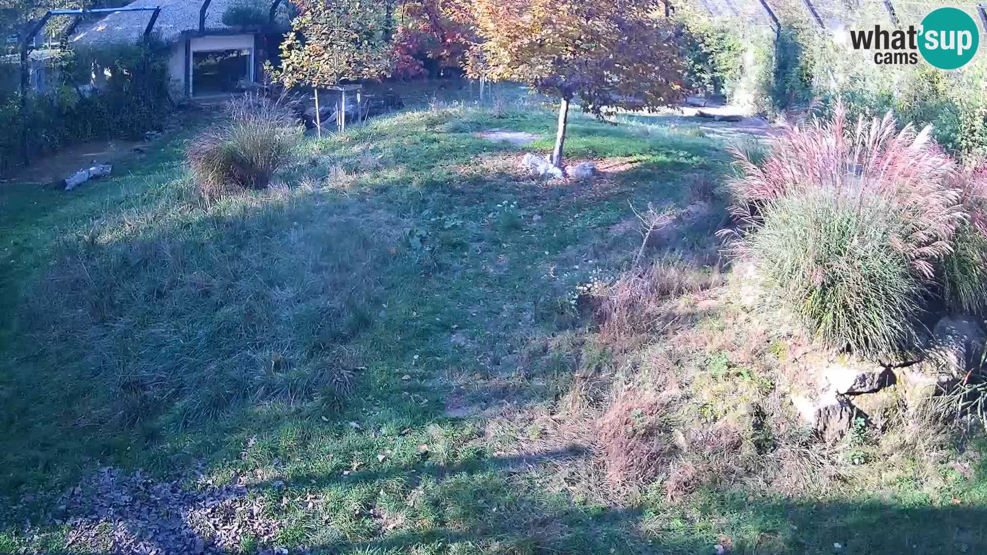 Ljubljana Zoo webcam Lion