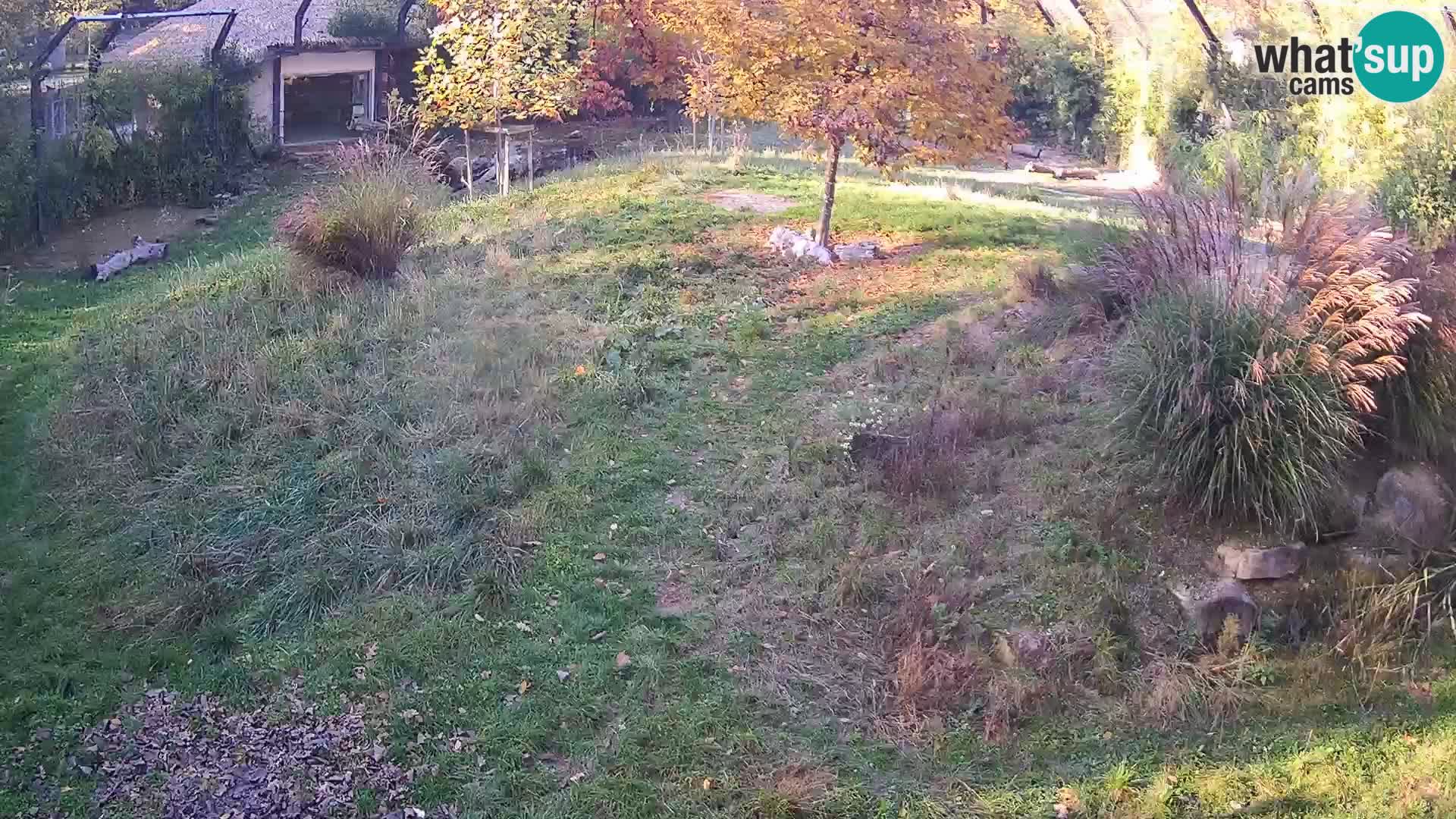 Live Ljubljana Zoo webcam Lion