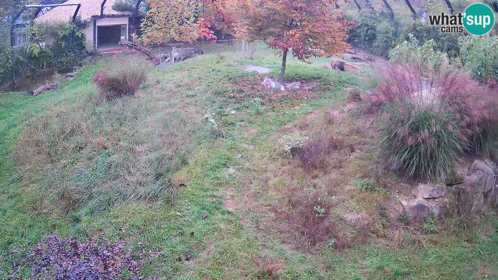 Zoo Ljubljana camera en vivo Leones