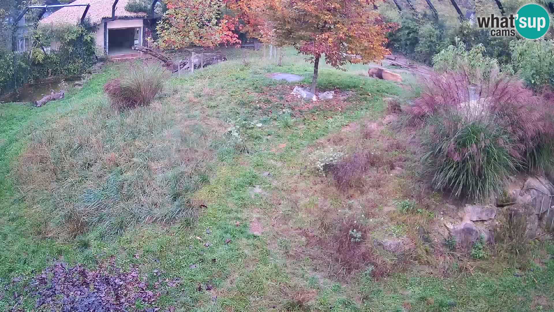 Zoo Ljubljana webcam Löwen