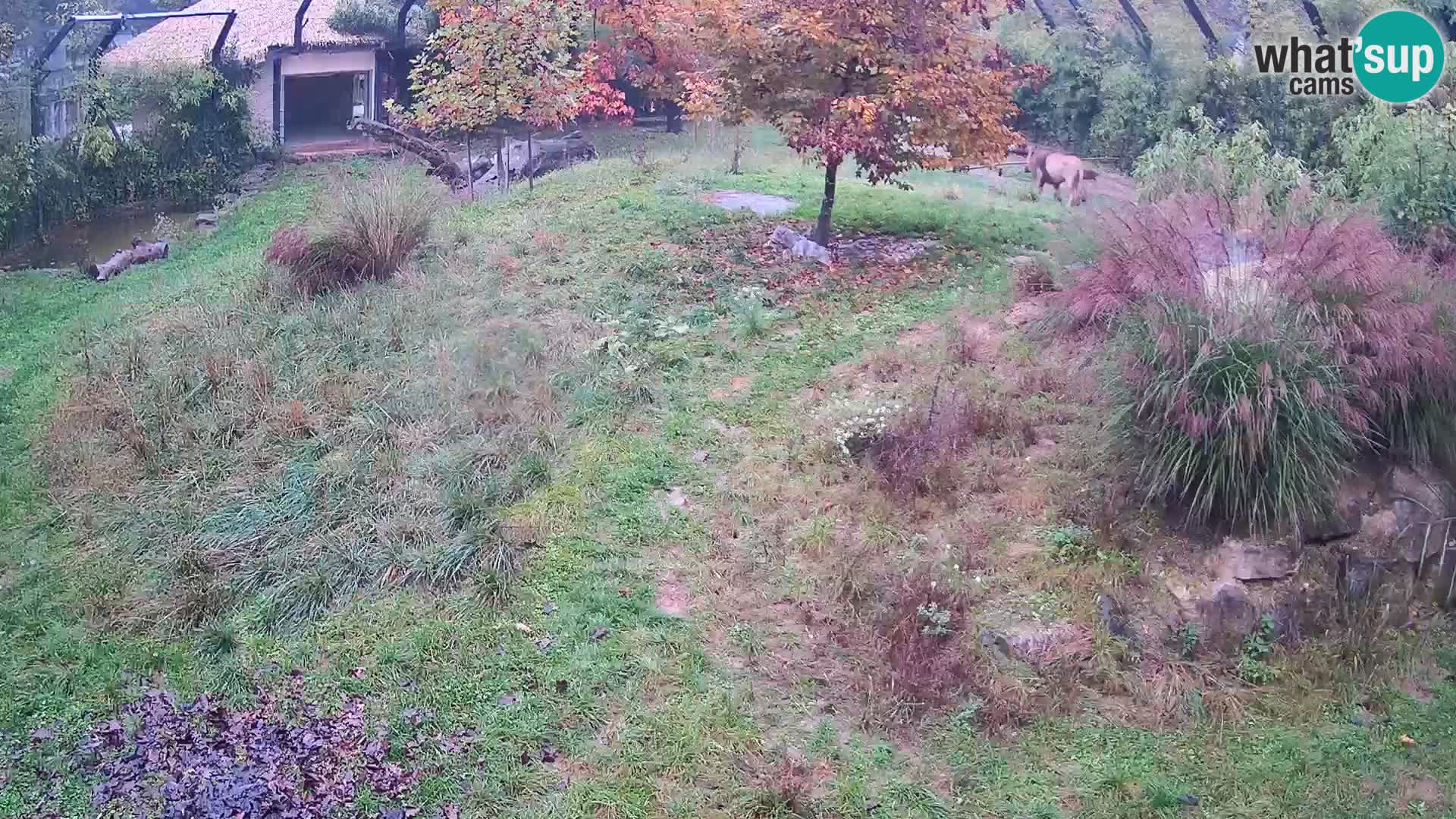 Zoo Ljubljana webcam Löwen