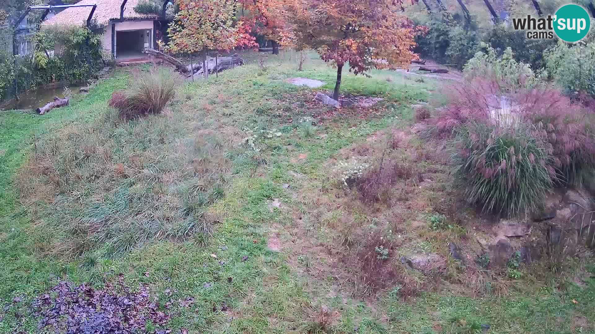 Ljubljana Zoo webcam Lion