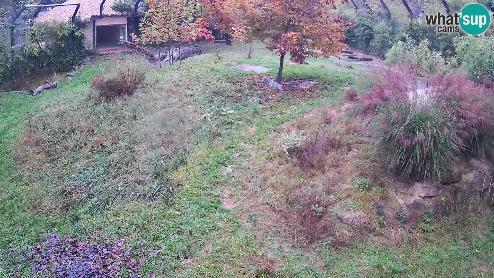Ljubljana Zoo webcam Lion