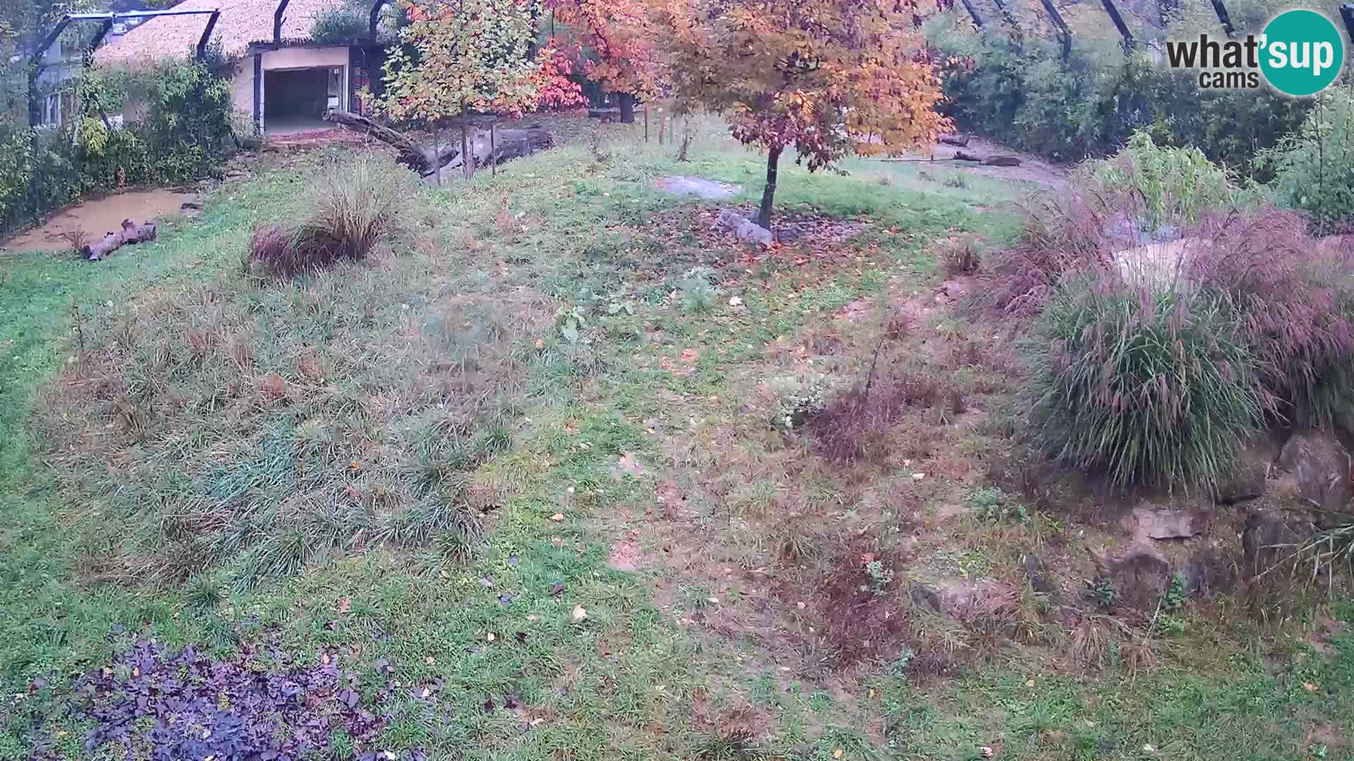 Zoo Lubiana live webcam Leoni