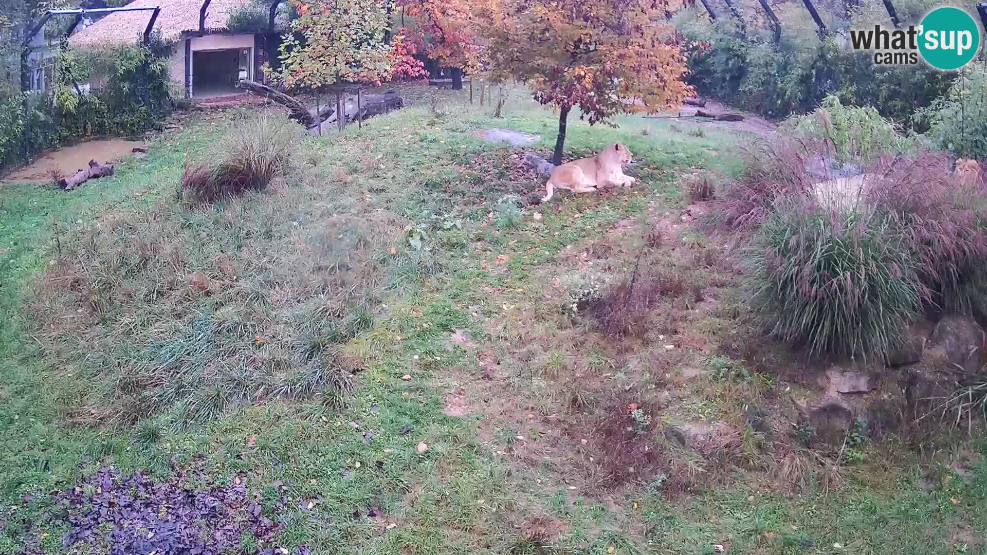 Živalski vrt Ljubljana kamera v živo Levi