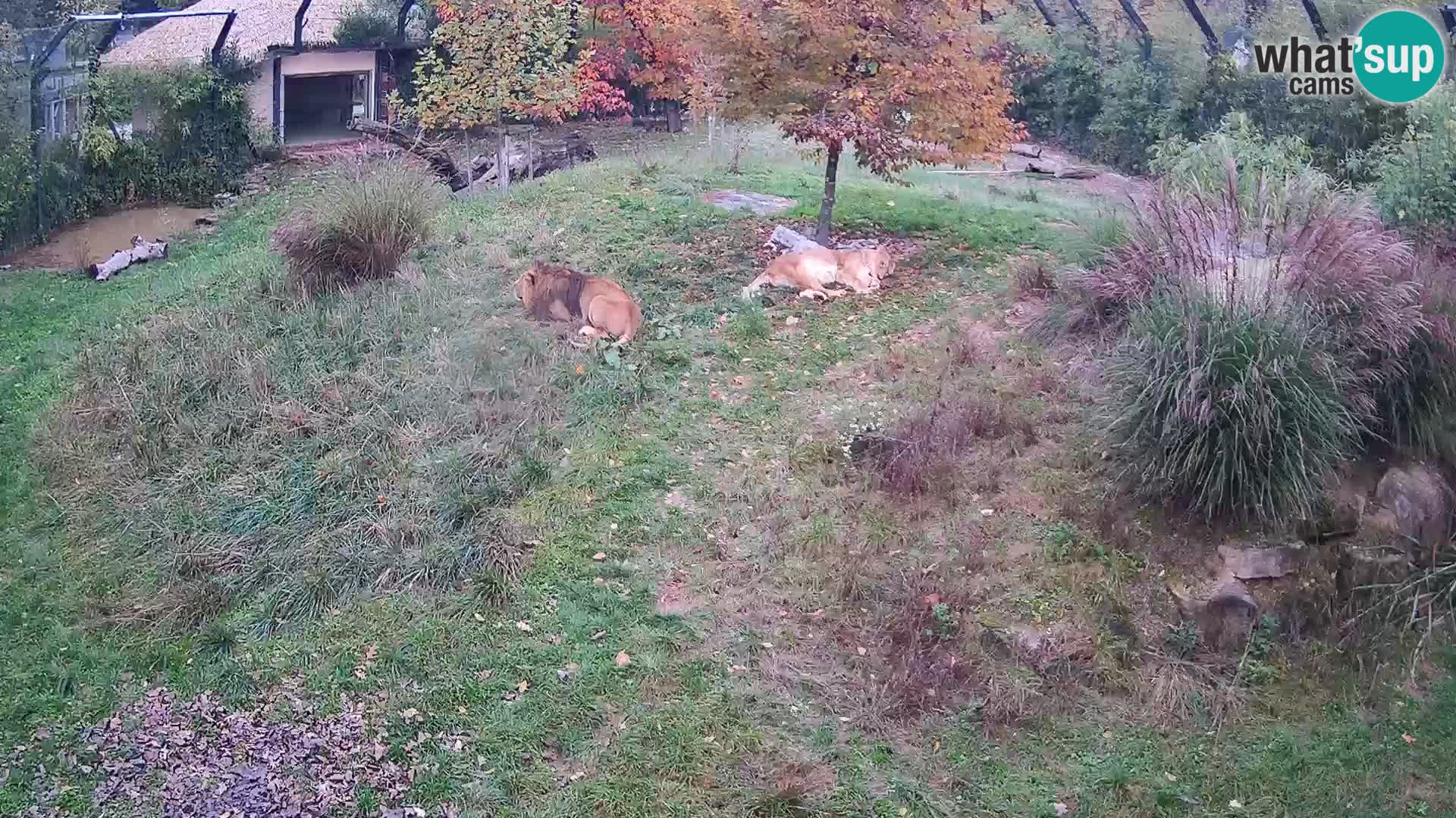 Živalski vrt Ljubljana kamera v živo Levi