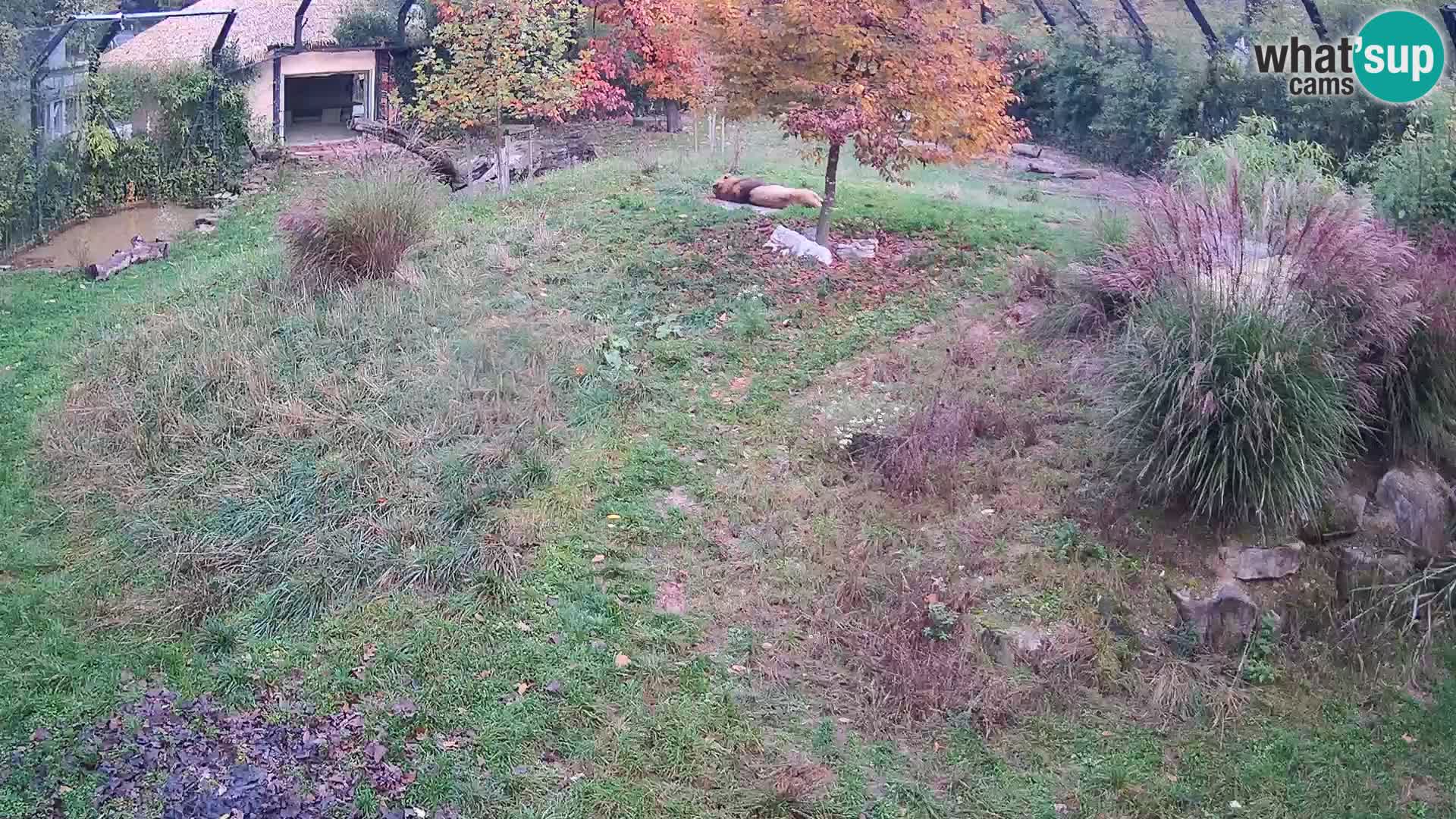 Zoo Ljubljana webcam Löwen