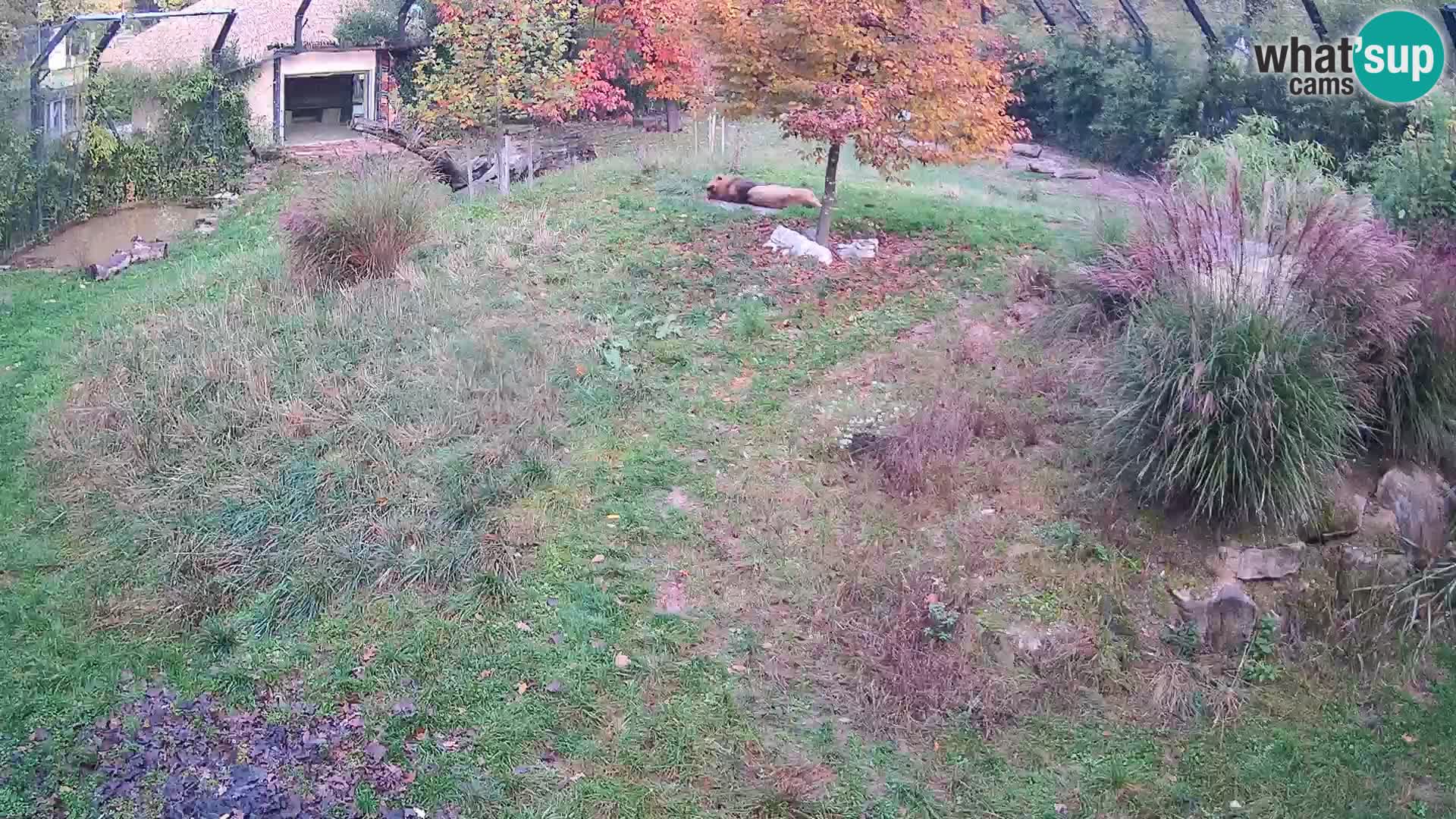 Zoo Ljubljana webcam Löwen