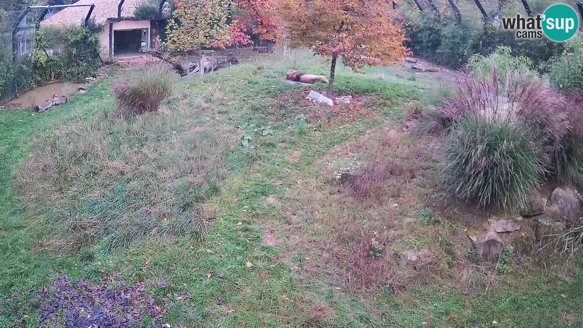 Zoo Lubiana live webcam Leoni