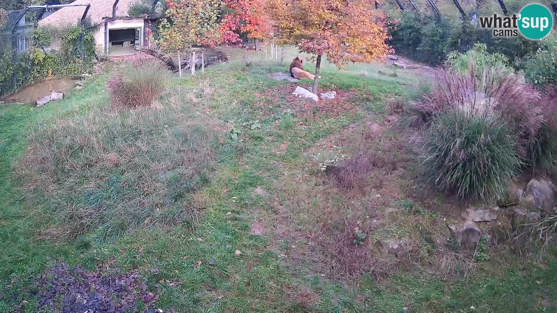 Zoo Ljubljana camera en vivo Leones