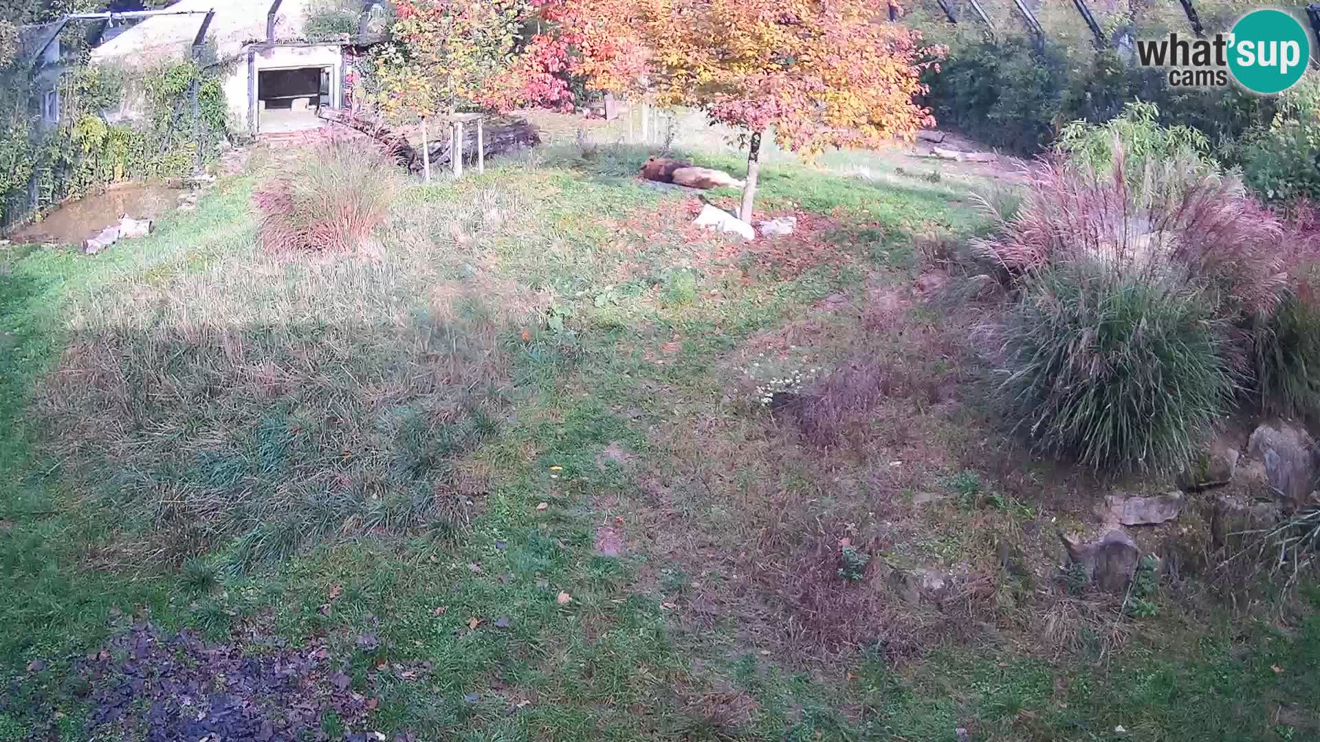 Zoo Lubiana live webcam Leoni