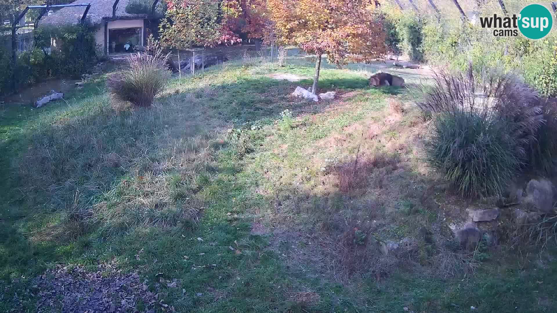 Live Ljubljana Zoo webcam Lion