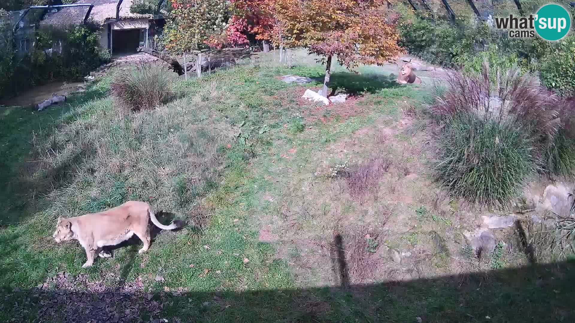 Zoo Lubiana live webcam Leoni