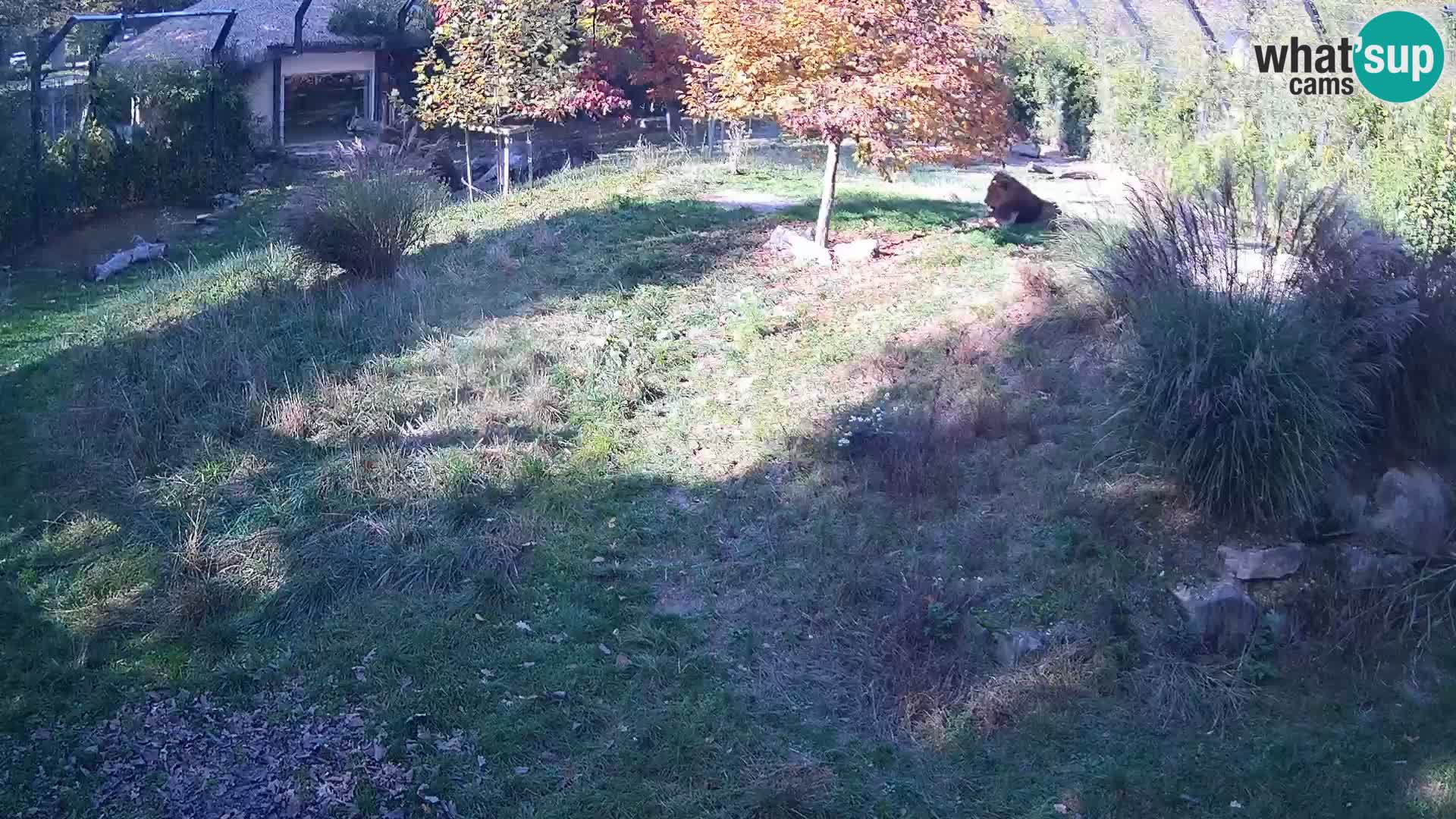 Zoo Ljubljana camera en vivo Leones