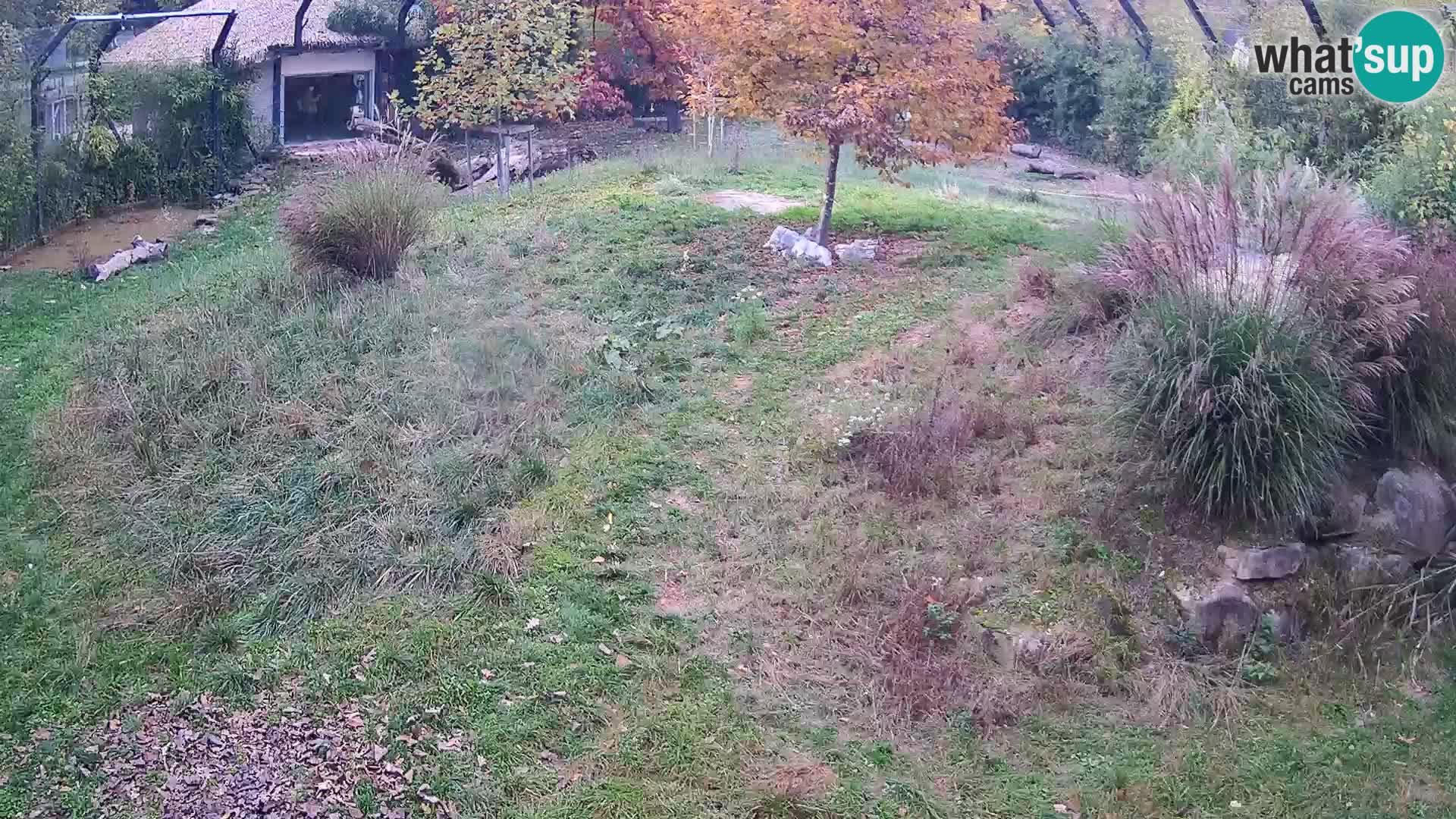 Ljubljana Zoo webcam Lion