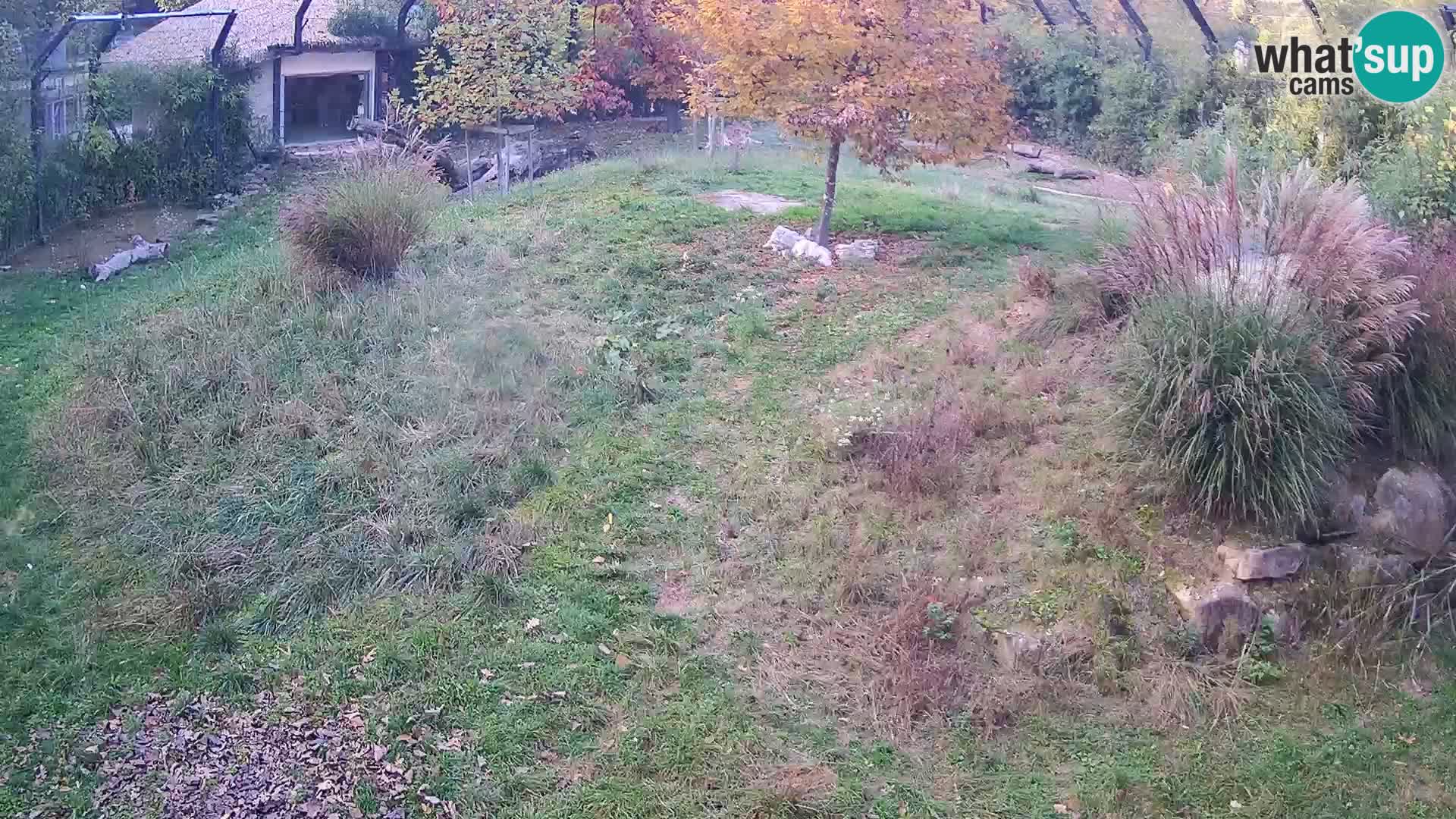 Ljubljana Zoo webcam Lion