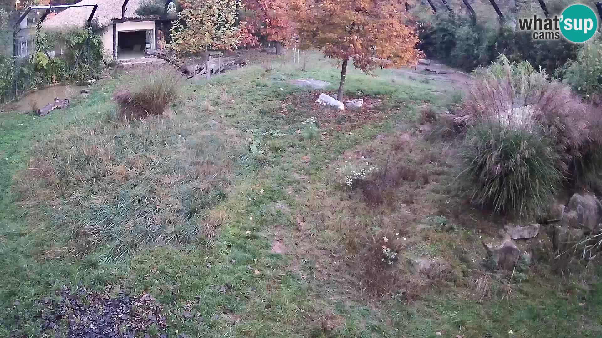Zoo Ljubljana web kamera Lavovi