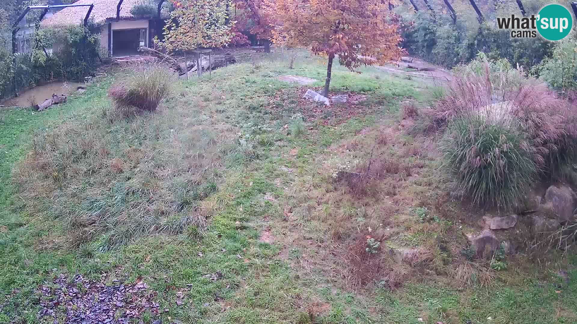 Ljubljana Zoo webcam Lion