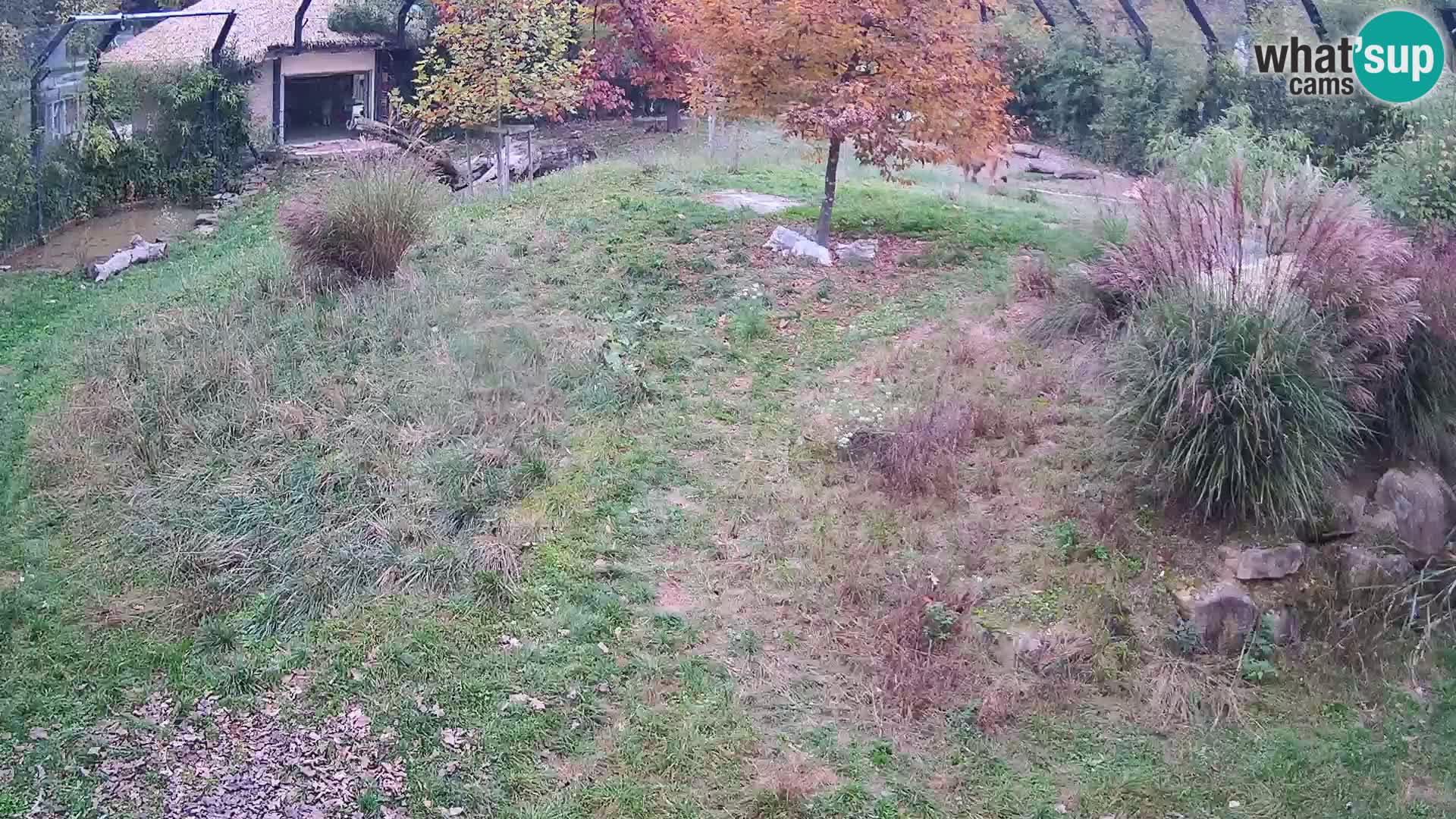 Live Ljubljana Zoo webcam Lion