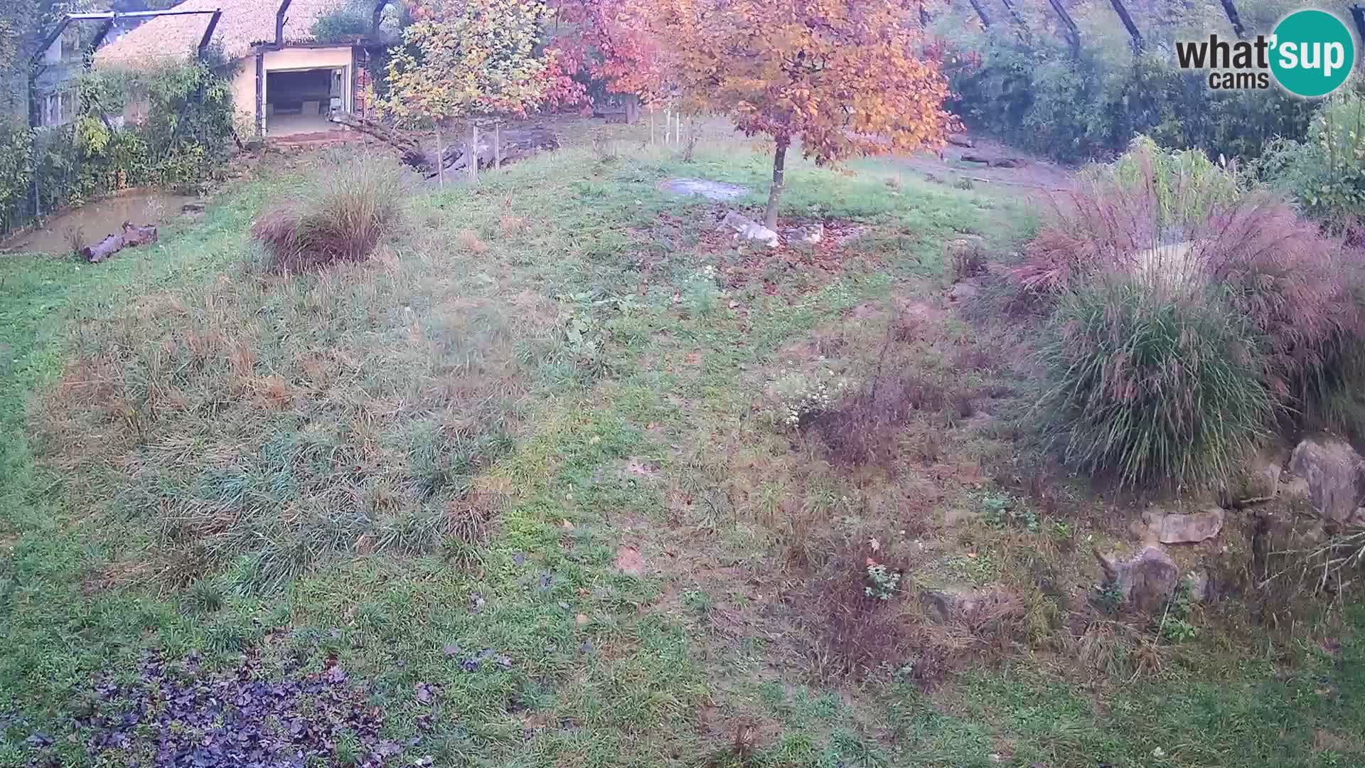 Zoo Ljubljana web kamera Lavovi